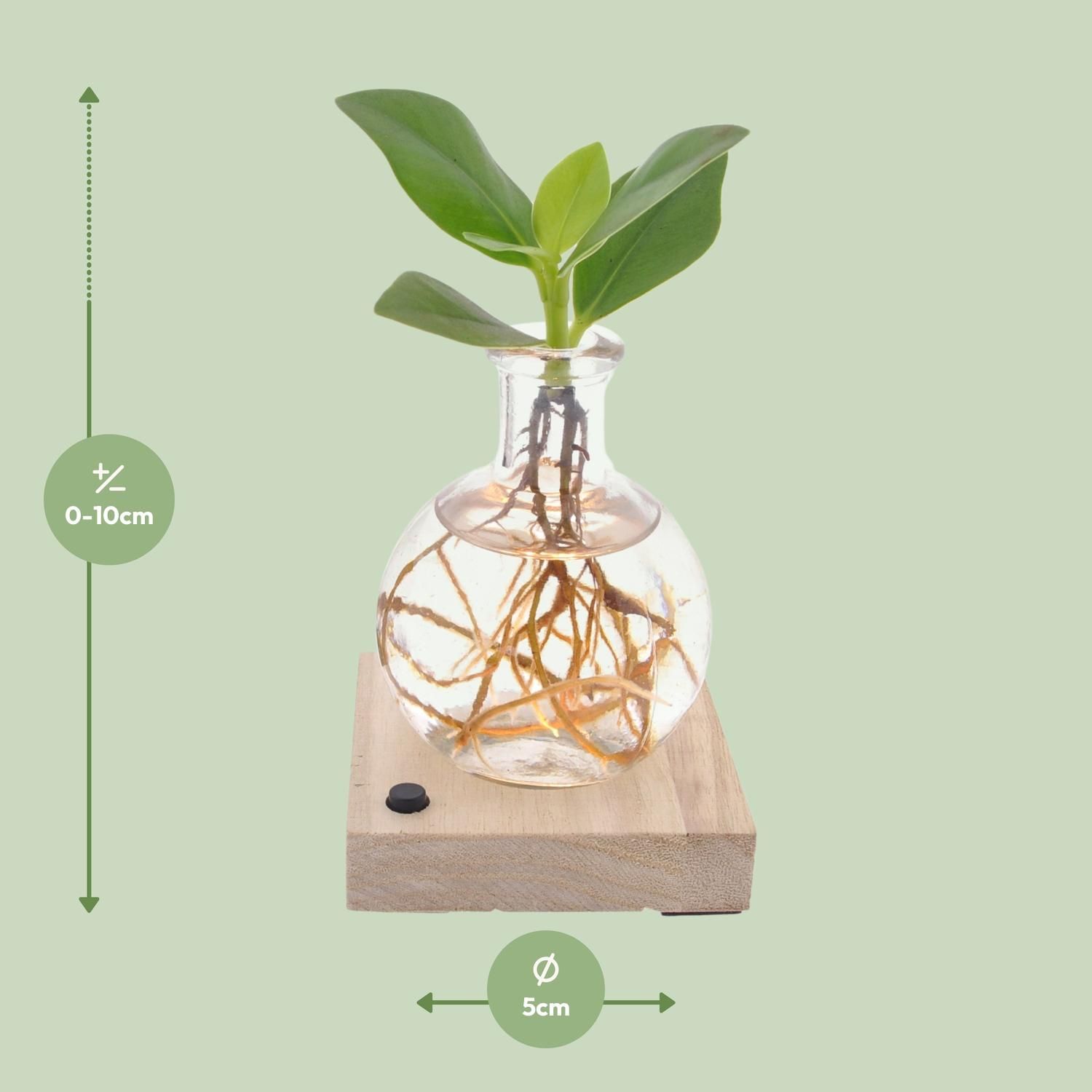 Clusia Autograph Baum Zimmerpflanze