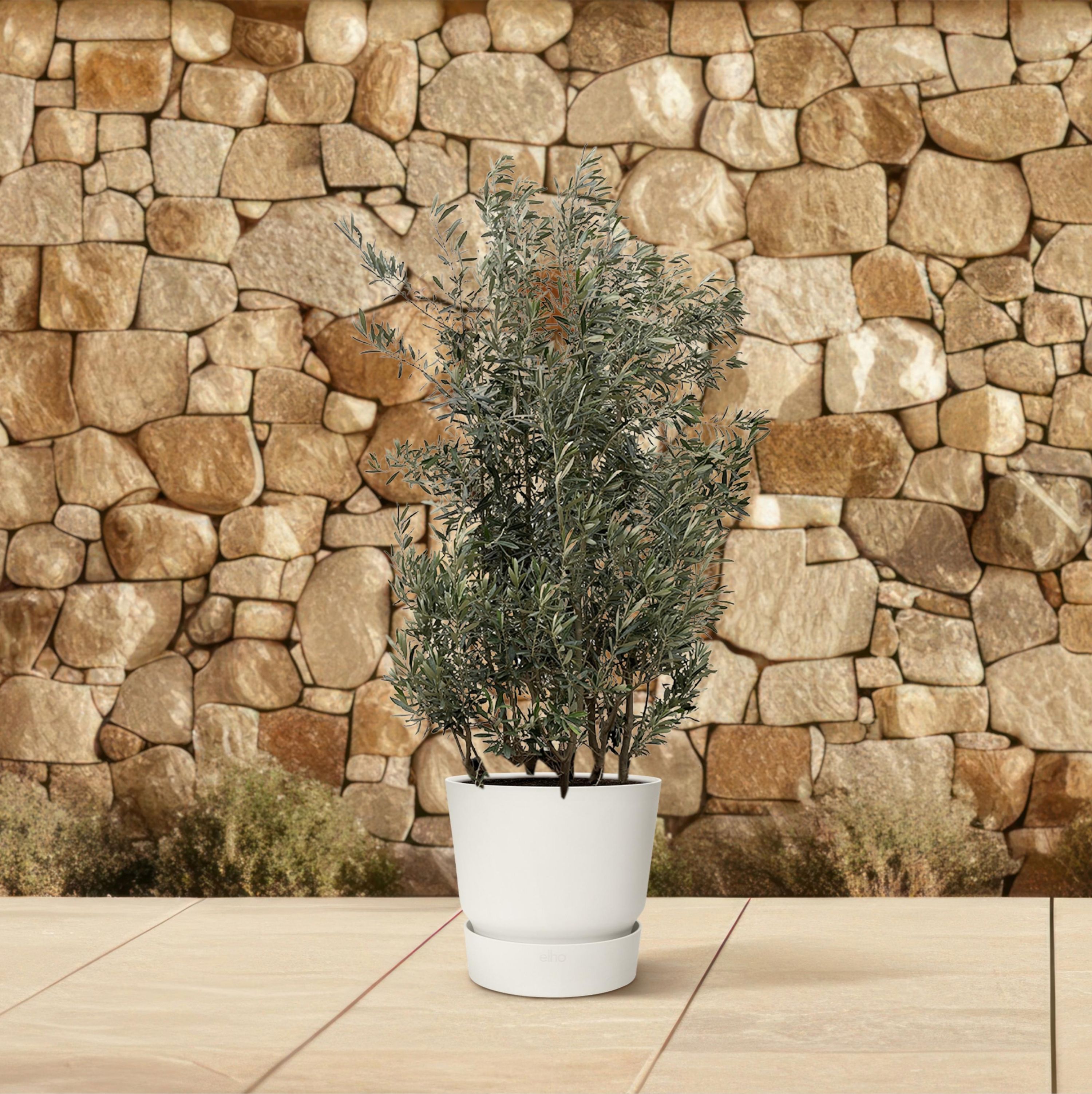 Eleganter Olivenbaum Olea Europaea