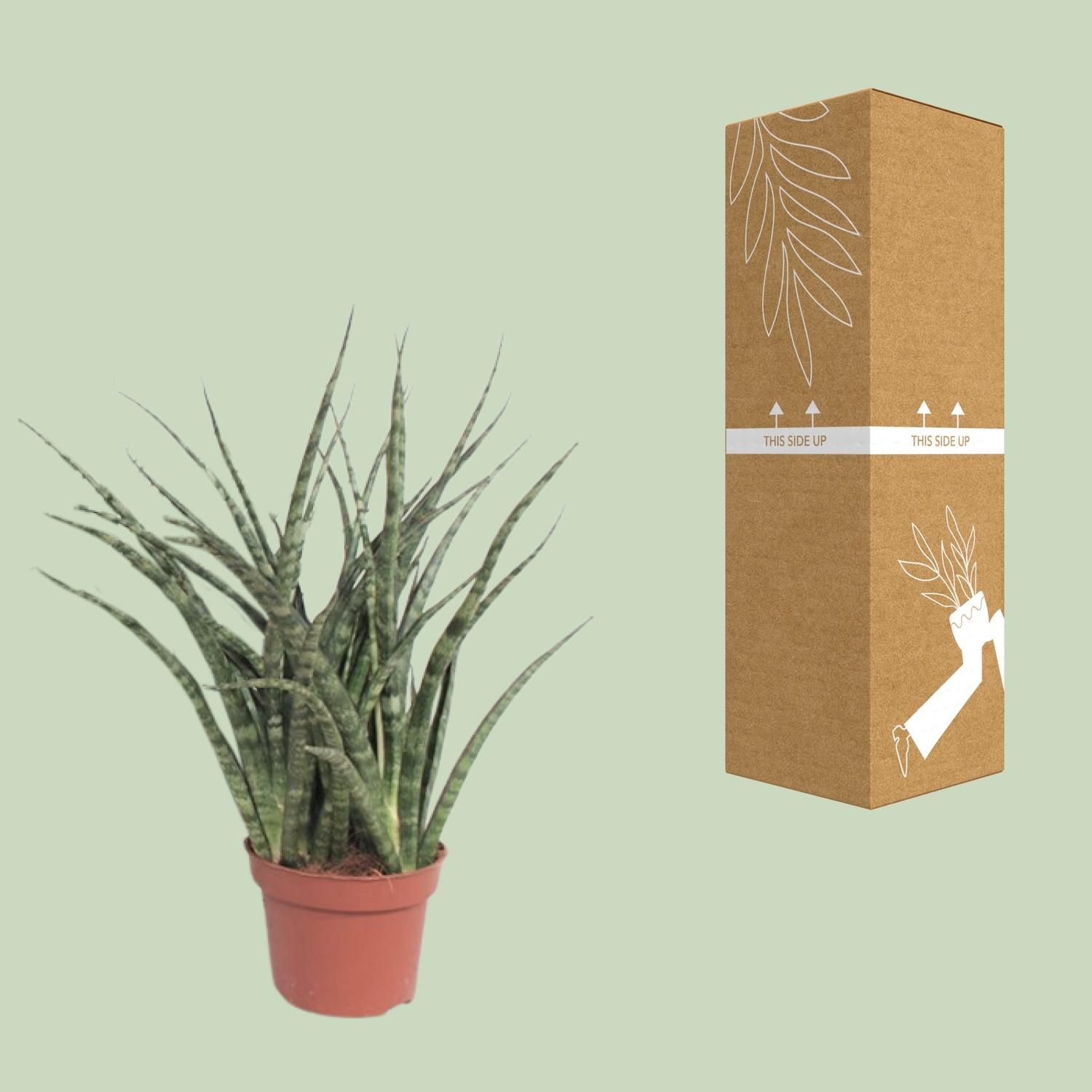 Sansevieria Fernwood Punk Zimmerpflanze