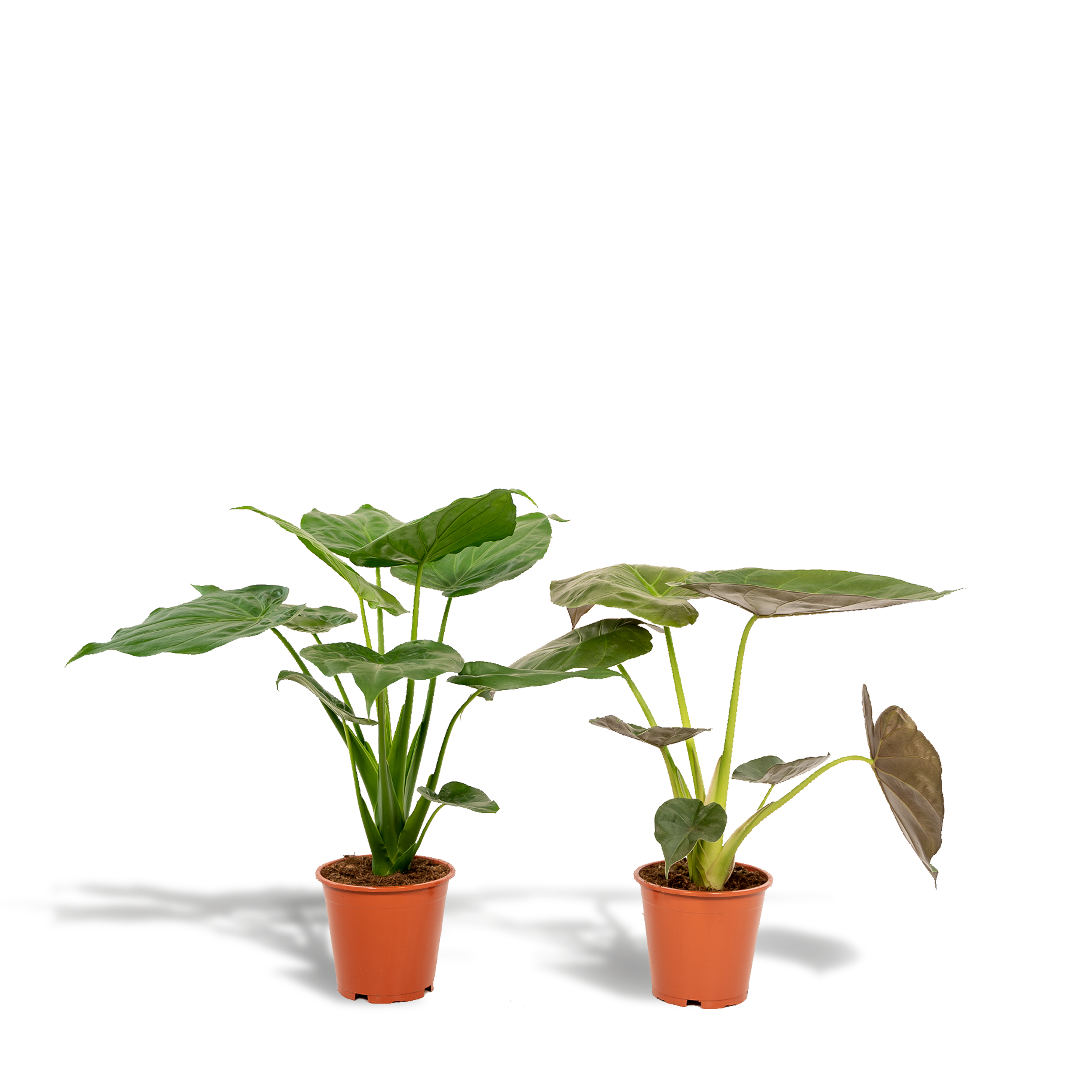 Alocasia Zimmerpflanzen-Set für tropisches Ambiente
