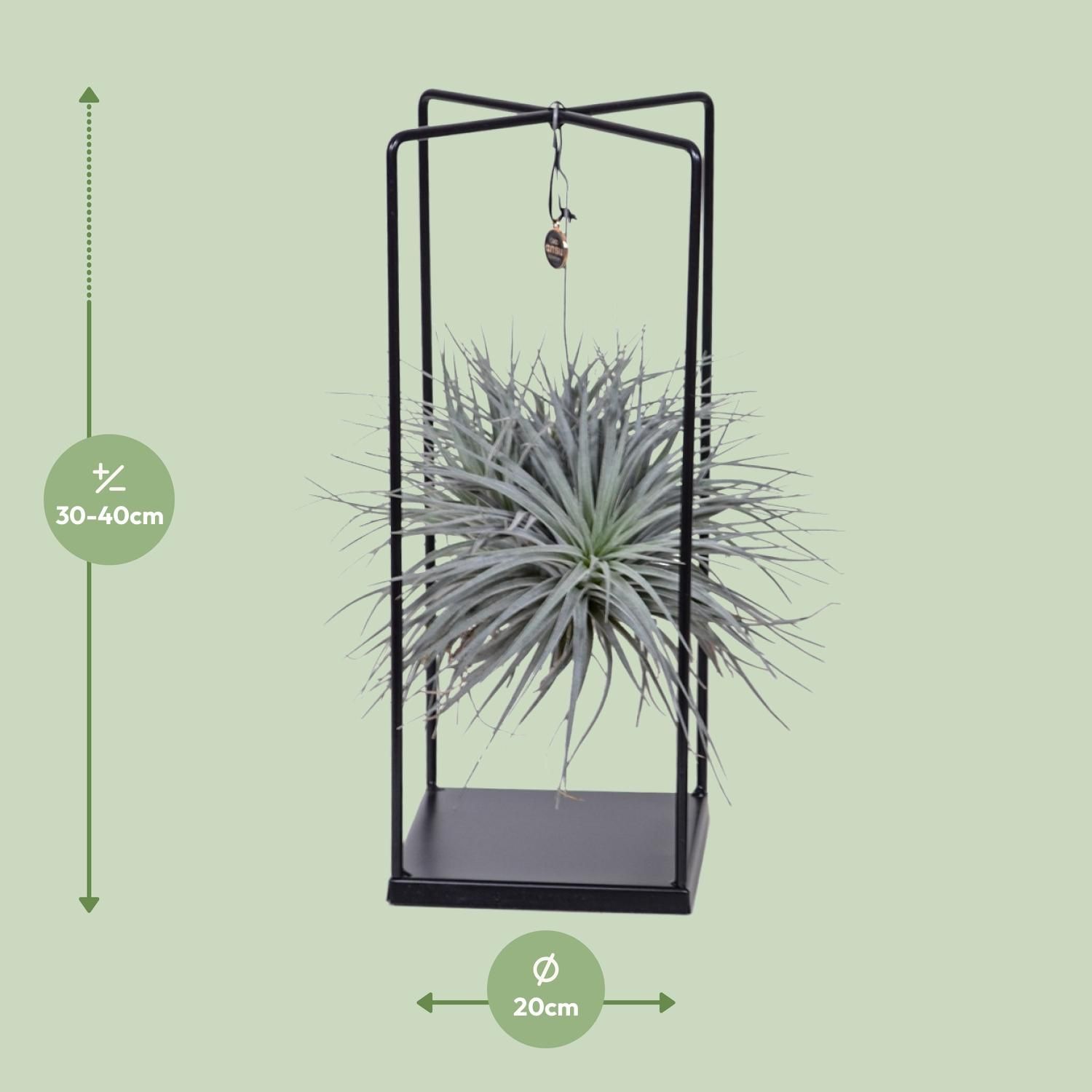 Tillandsia Luftpflanze Mix