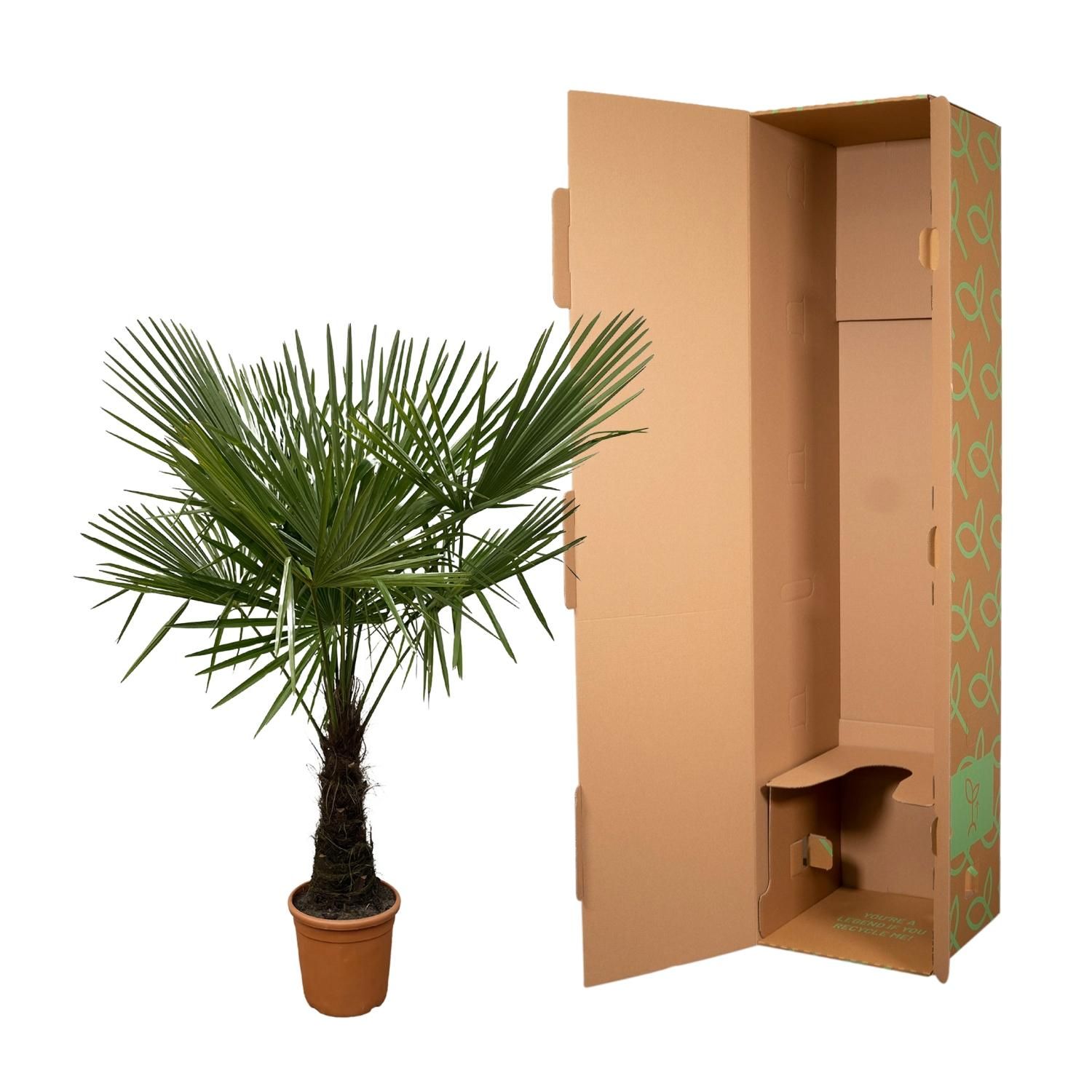 Trachycarpus Palme mit tropischem Flair