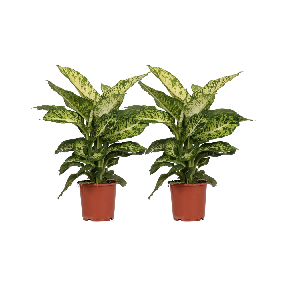 Dieffenbachie Mars – 2 Pflanzen – Ø17cm Topf – 50cm Höhe