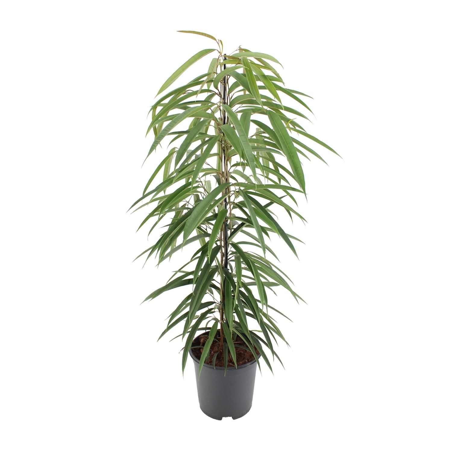 Eleganter Ficus Binnendijkii Alii Zimmerpflanze