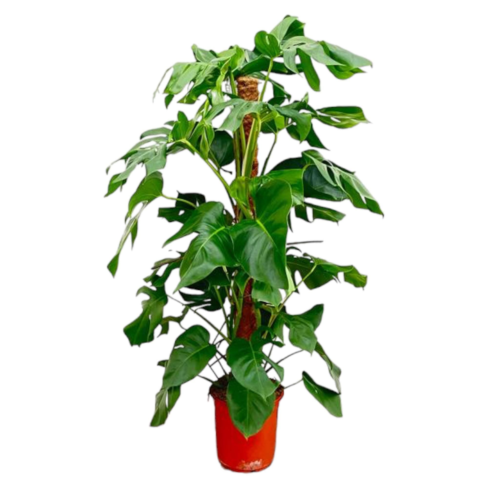 Monstera Pertusum Zimmerpflanze