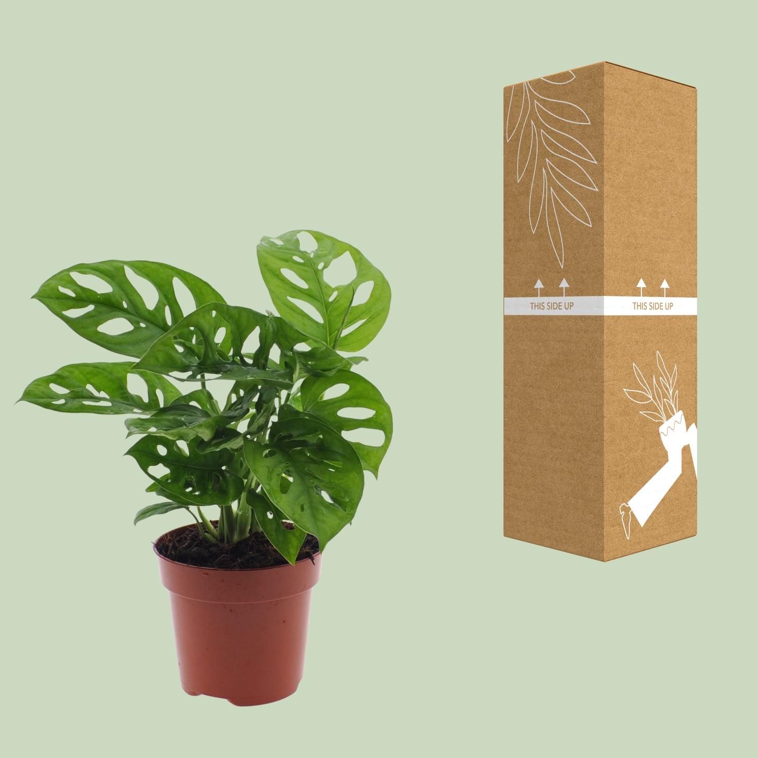Monstera Monkey Leaf Zimmerpflanze