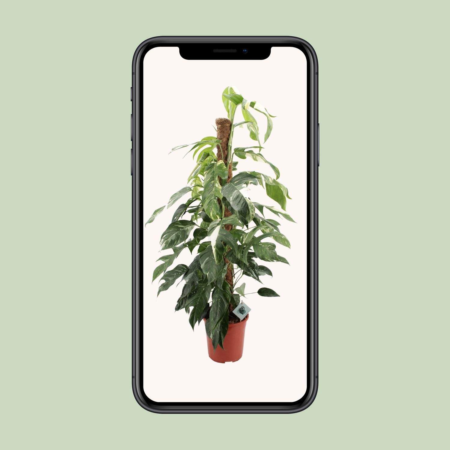 Epipremnum Pinnatum Albo Variegata Zimmerpflanze