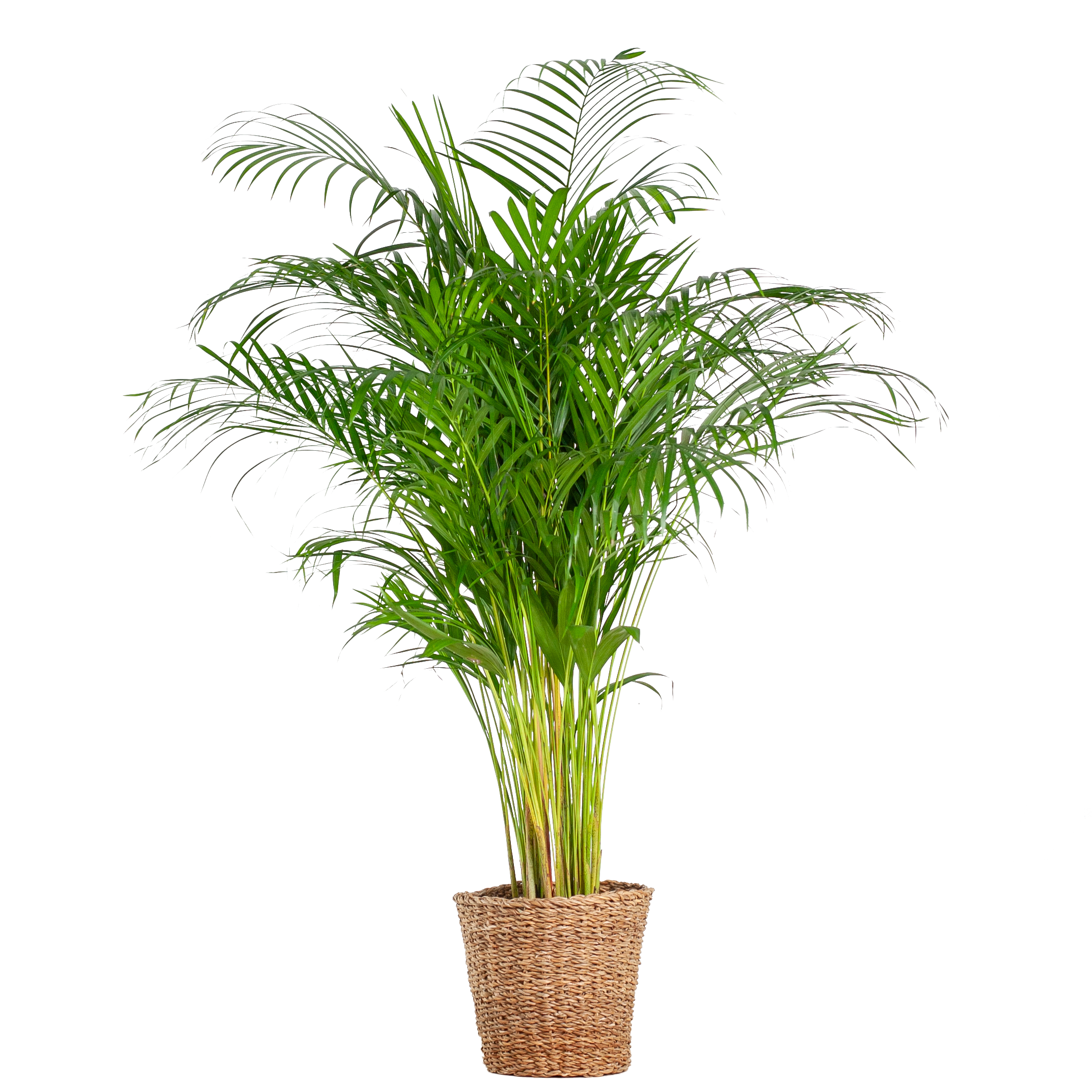 Areca-Palme mit dekorativem Korb Torun