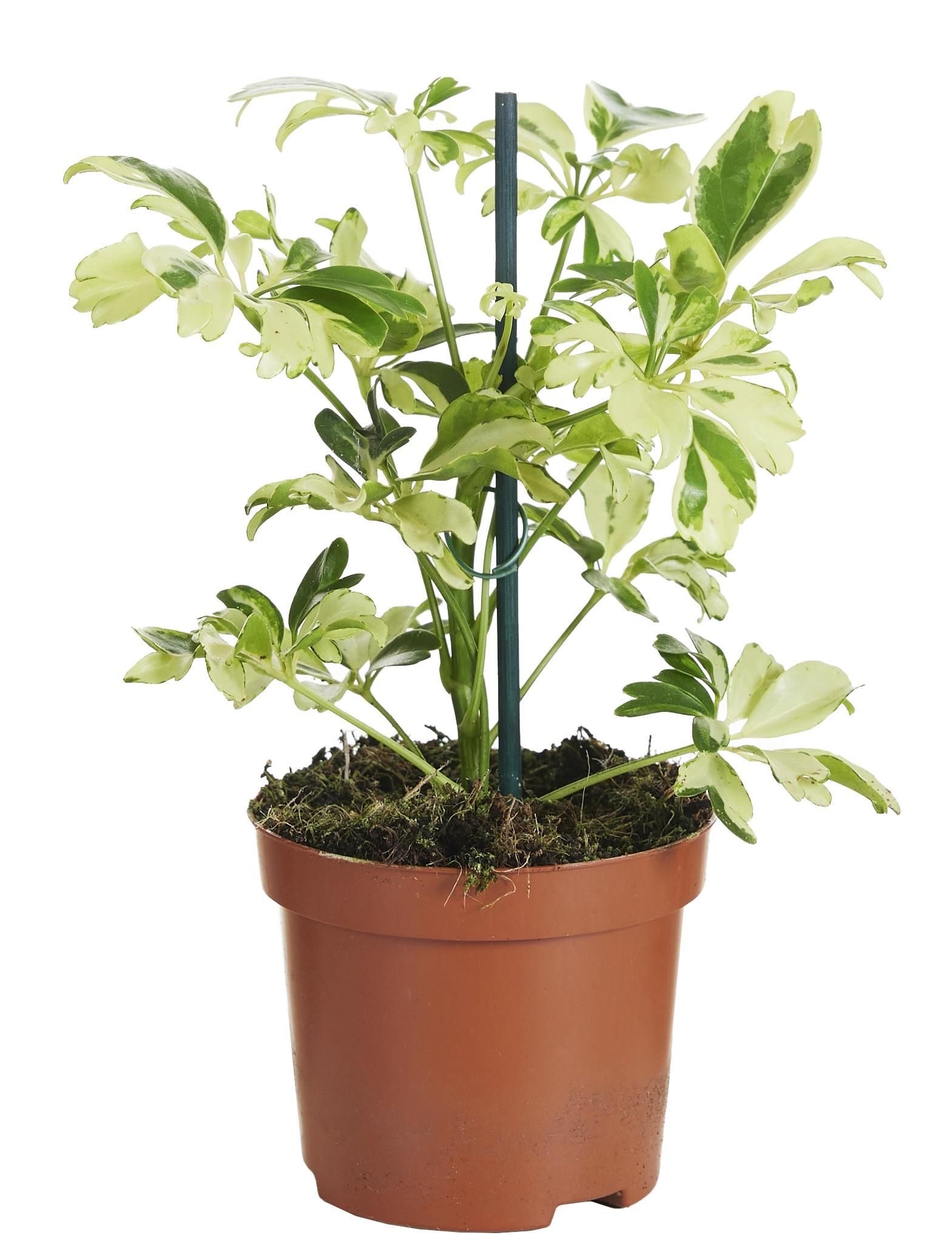 Schefflera Janine | Ø9cm Topf | ↕20cm Hoch