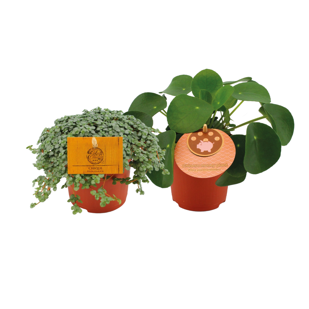 Pilea Duo | 2 Stück | Ø10,5cm | ↕15cm