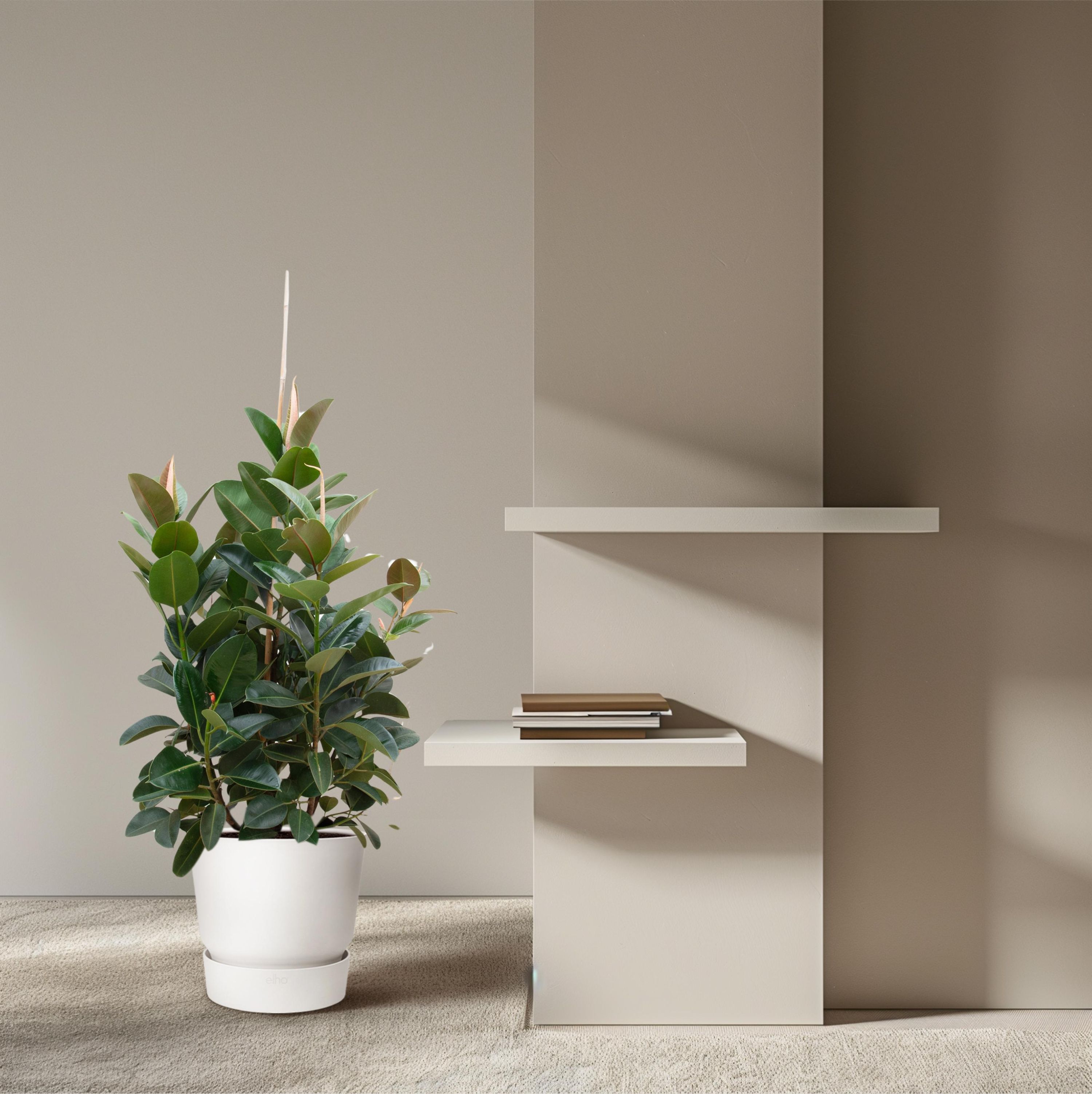 Ficus Robusta verzweigt Zimmerpflanze