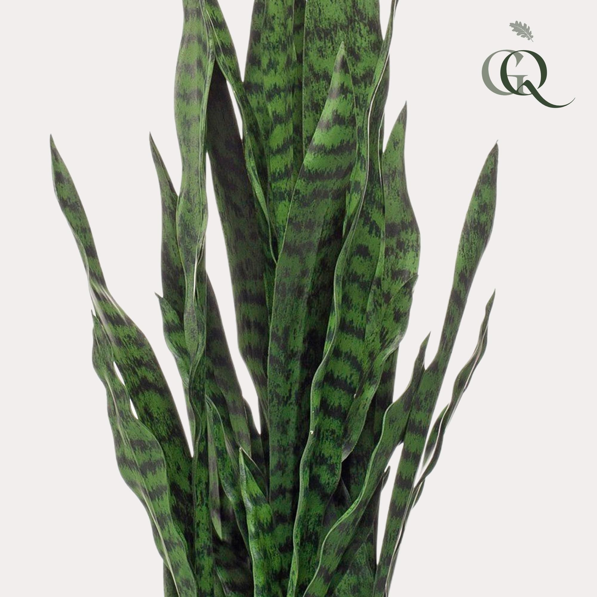 Kunstpflanze Sansevieria Black Coral Vrouwentong