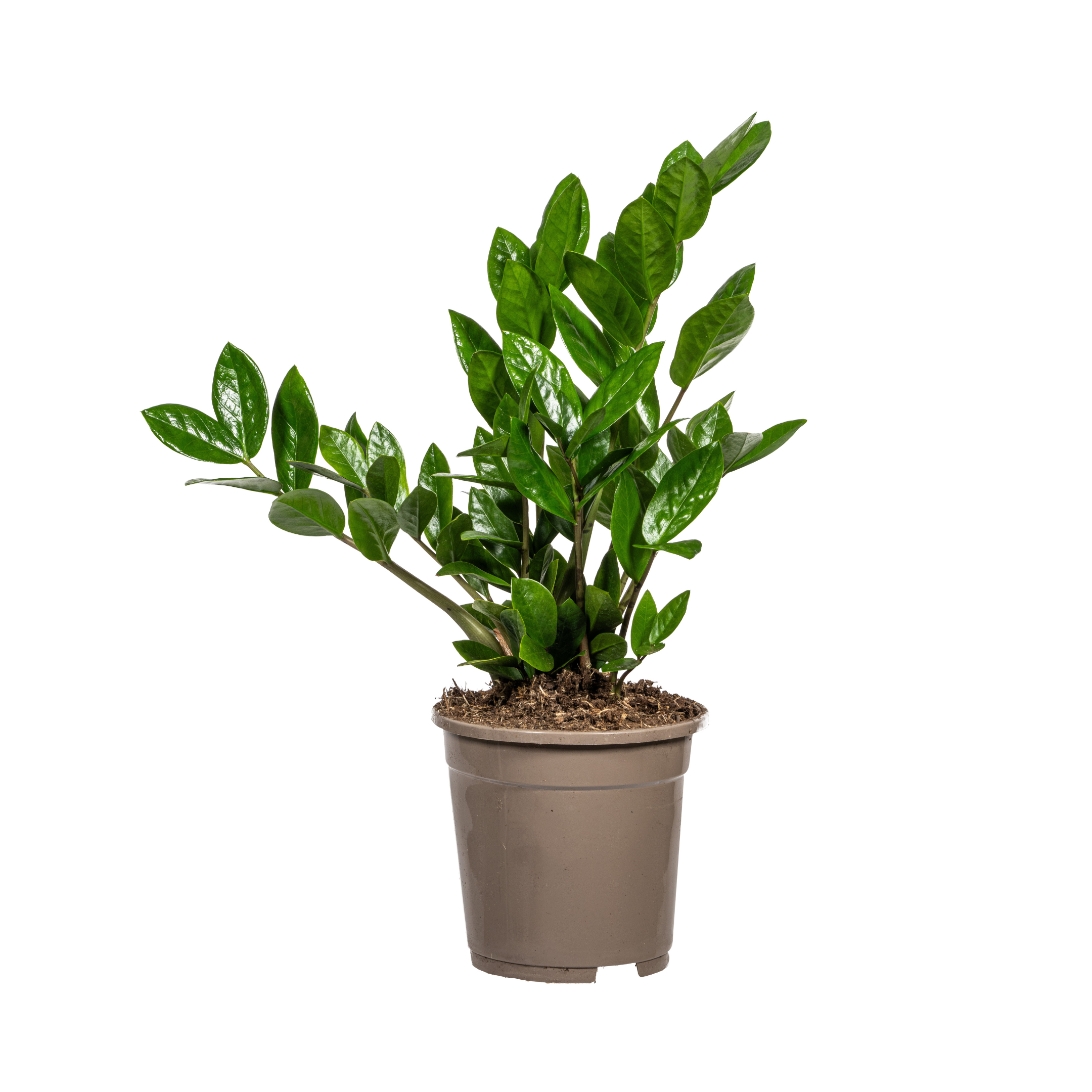 Zamioculcas Zamiifolia – Ø17cm – ↕40-50cm