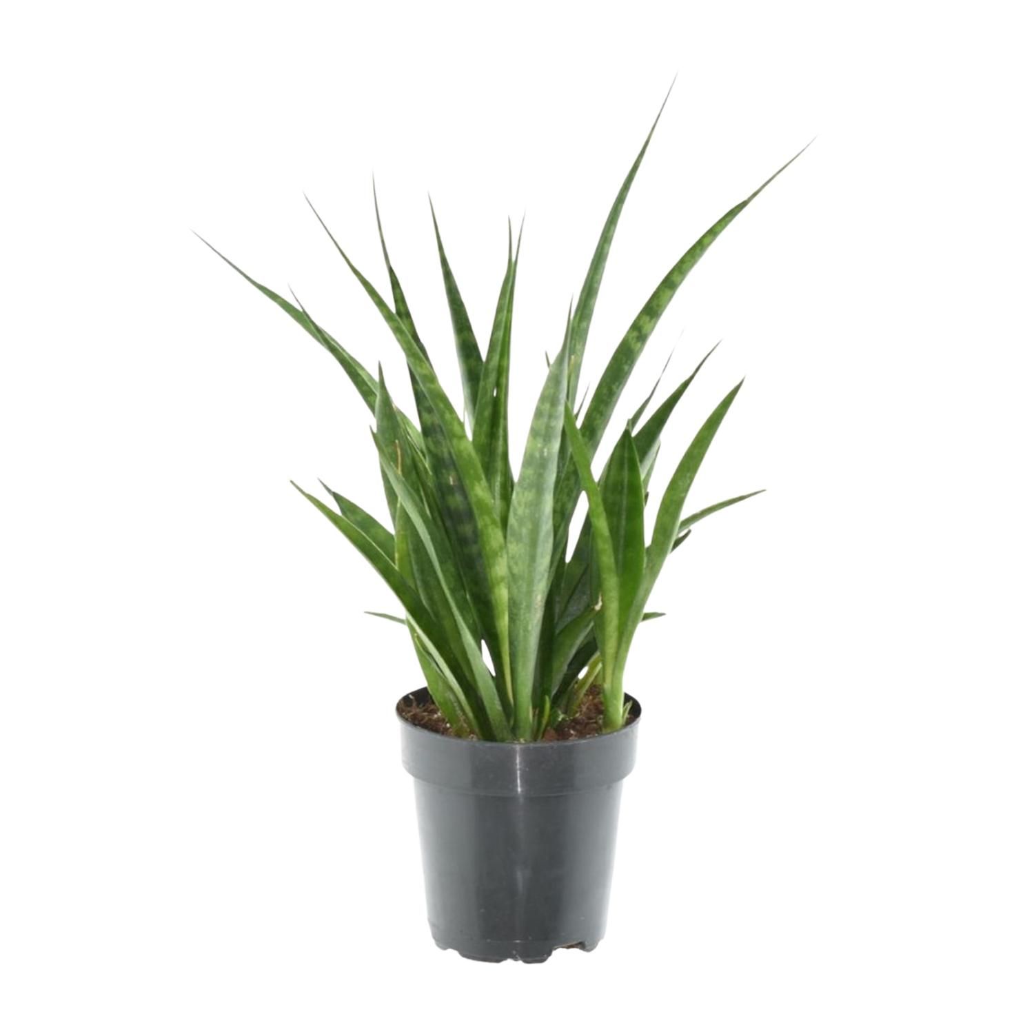Sansevieria Kirkii Friends Bogenhanf