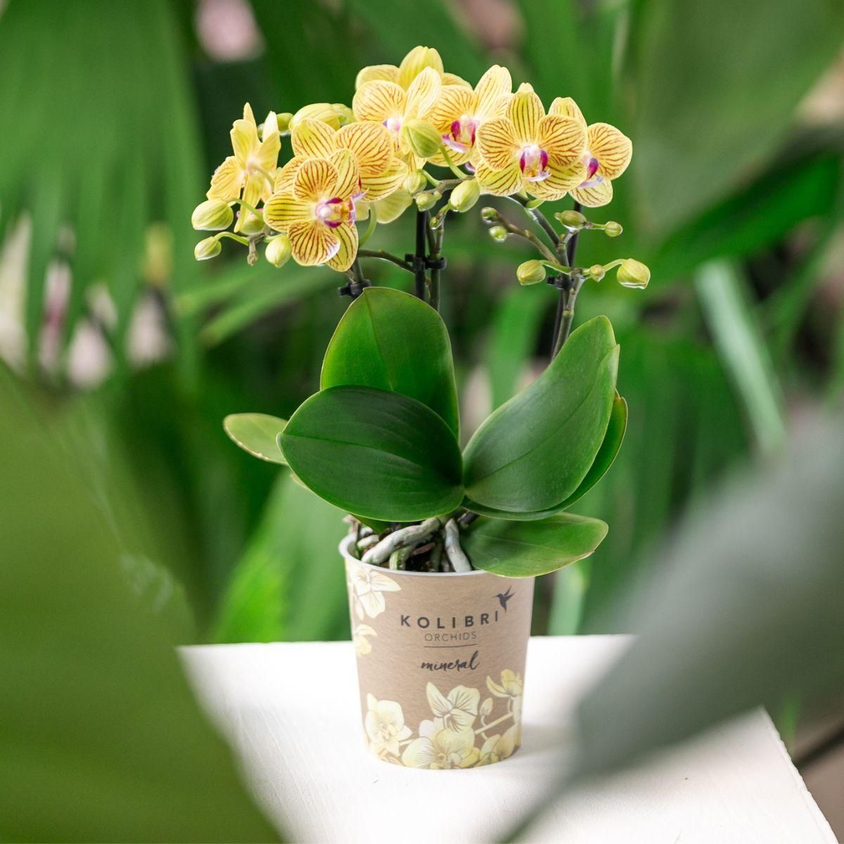Gelbe Orchidee Lima | Blühende Zimmerpflanze | Inkl. Malaga Ziertopf Hellorange – Topfgröße Ø9cm
