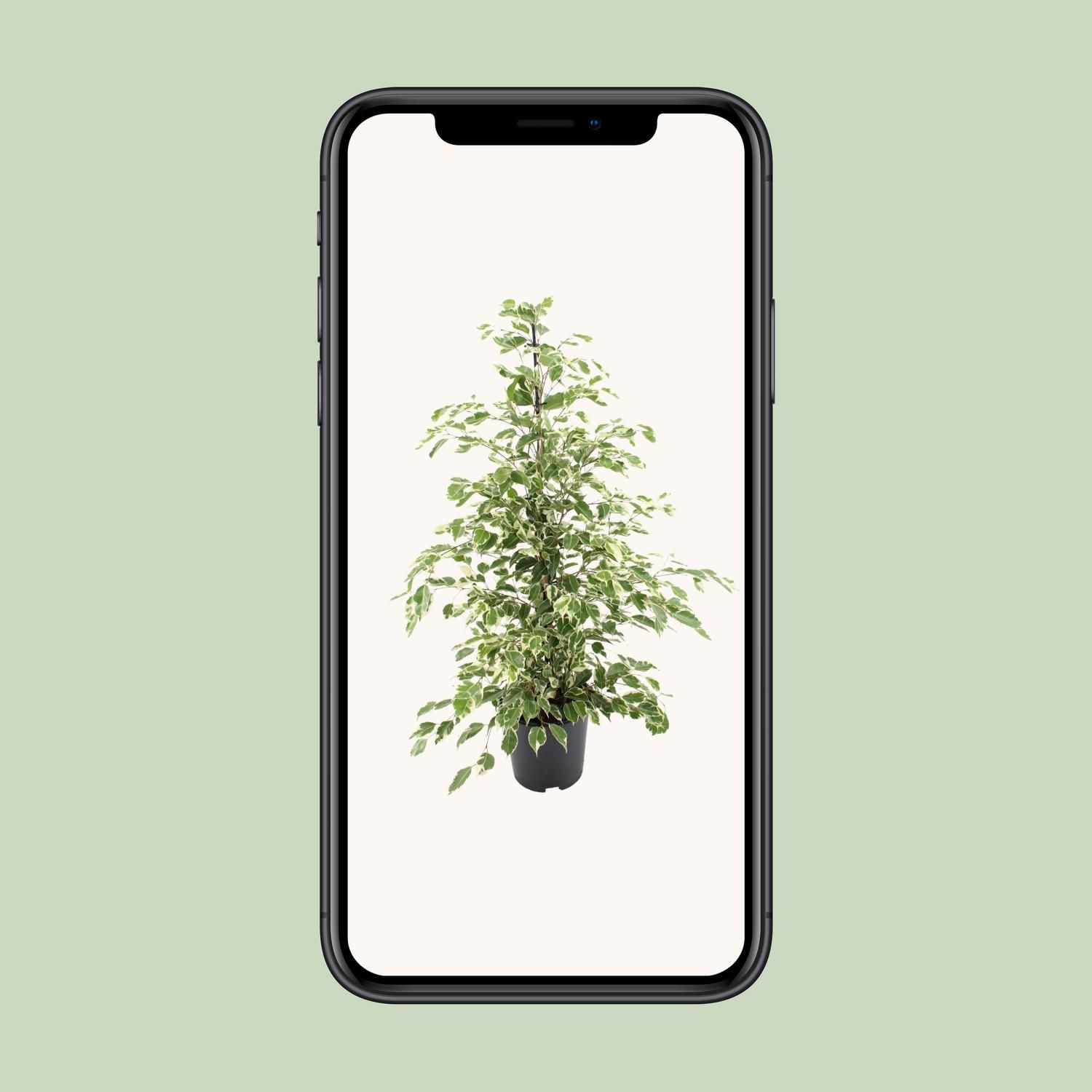 Ficus benjamina Twilight – Ø21cm – ↕95cm