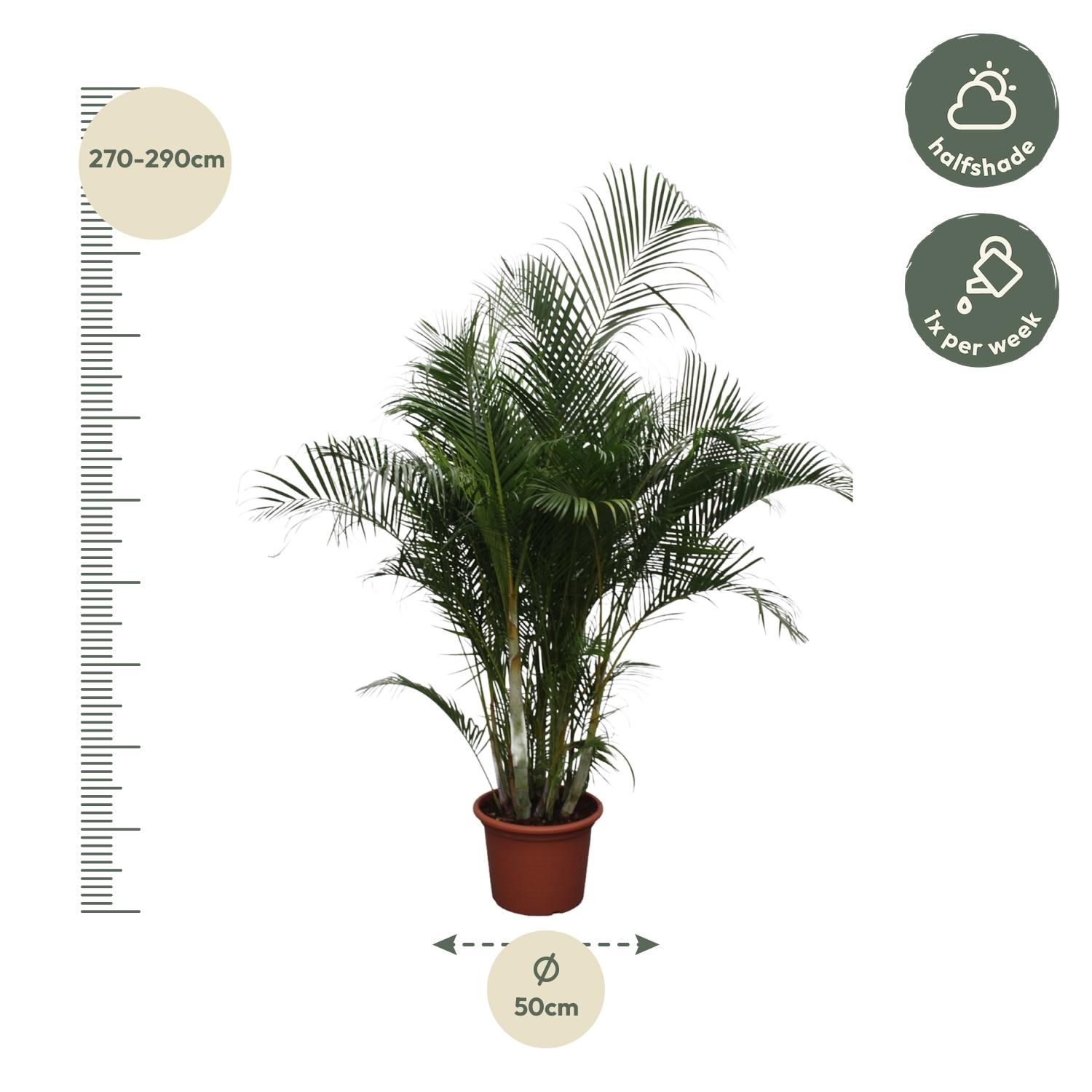 Dypsis Lutescens Areca-Palme