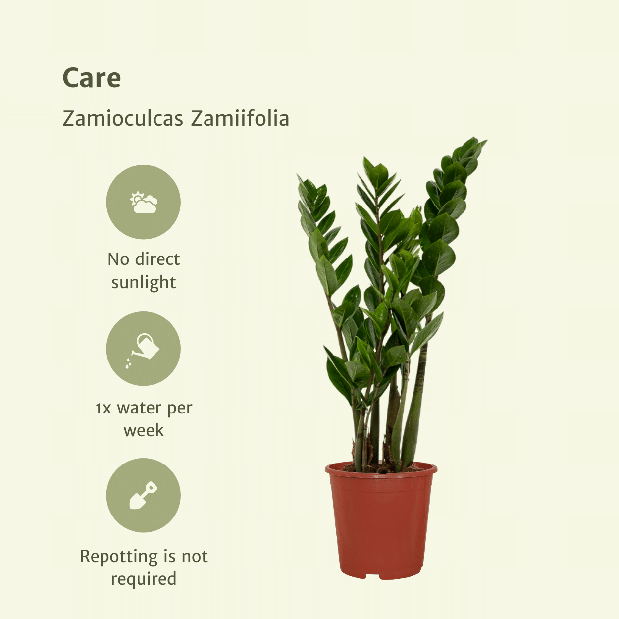 Zamioculcas Zimmerpflanze Smaragdpalme