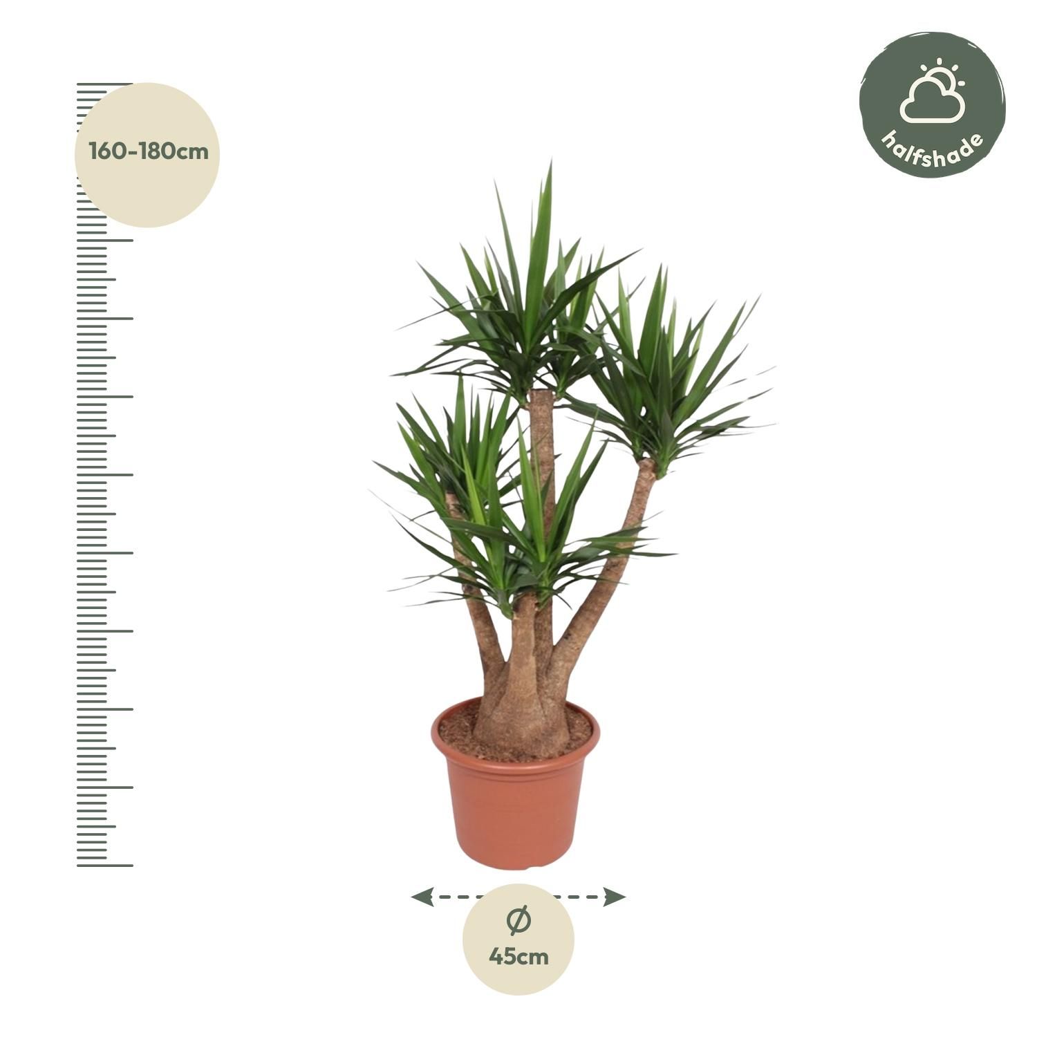 Yucca Elephantipes verzweigt Zimmerpflanze