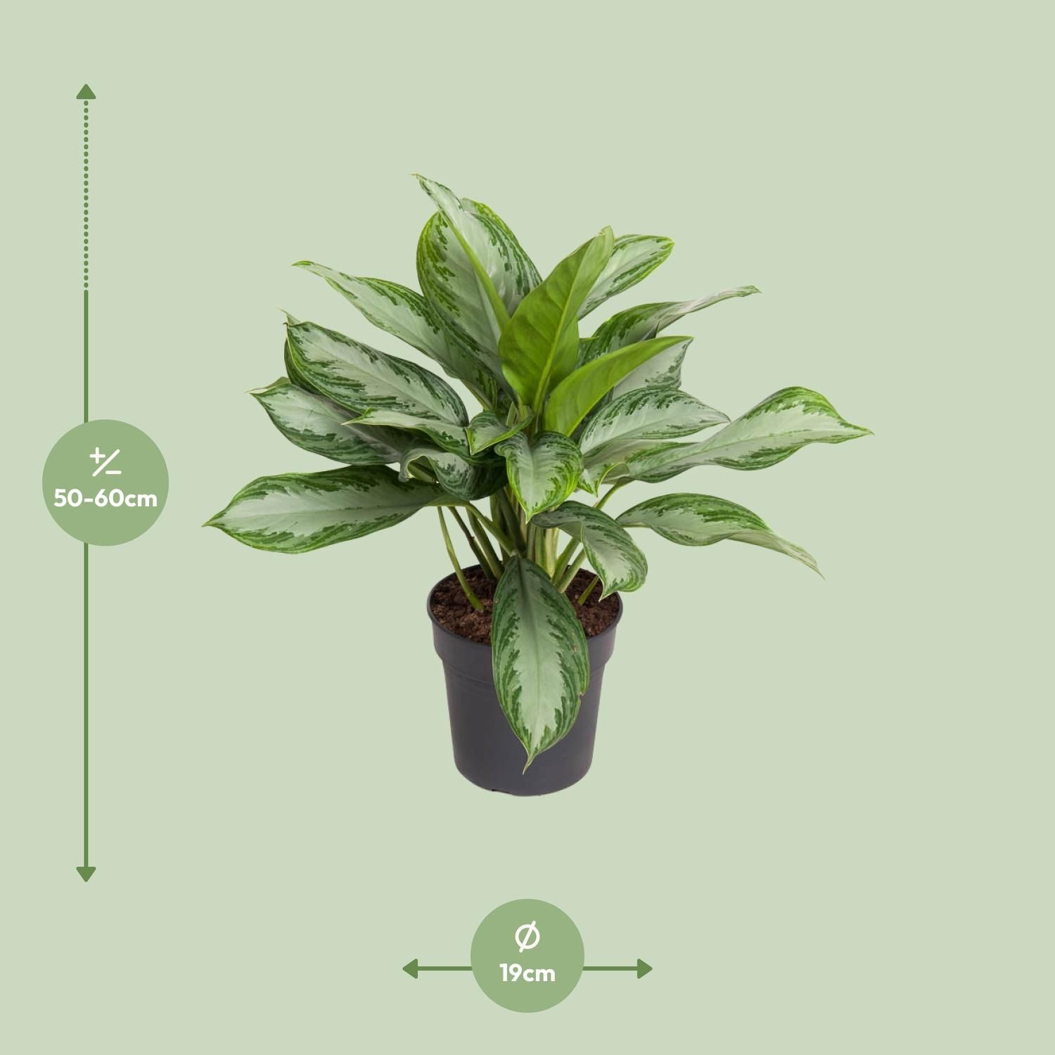 Aglaonema Cutlass Zimmerpflanze
