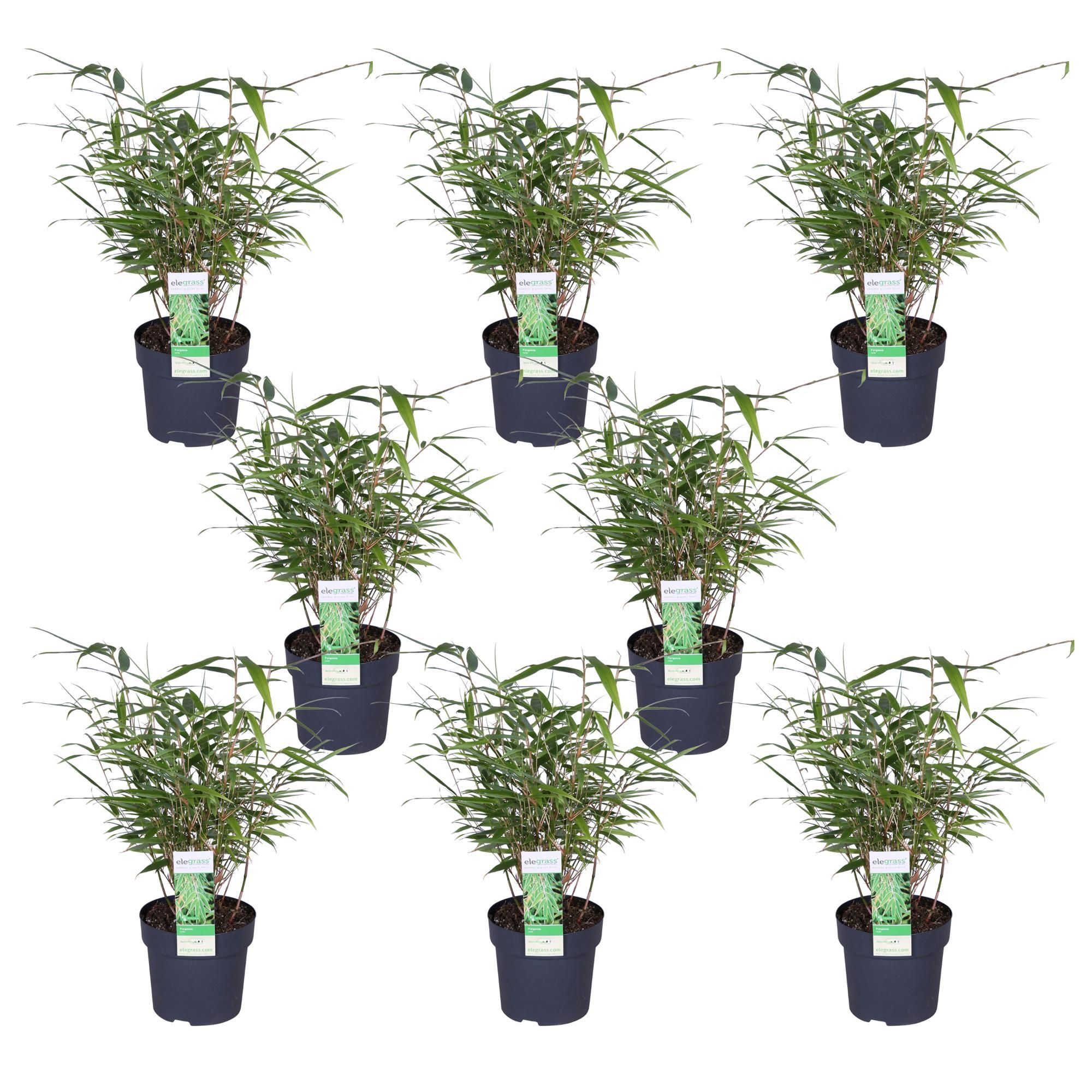 Fargesia Rufa Bambus trotzender Gartenbambus