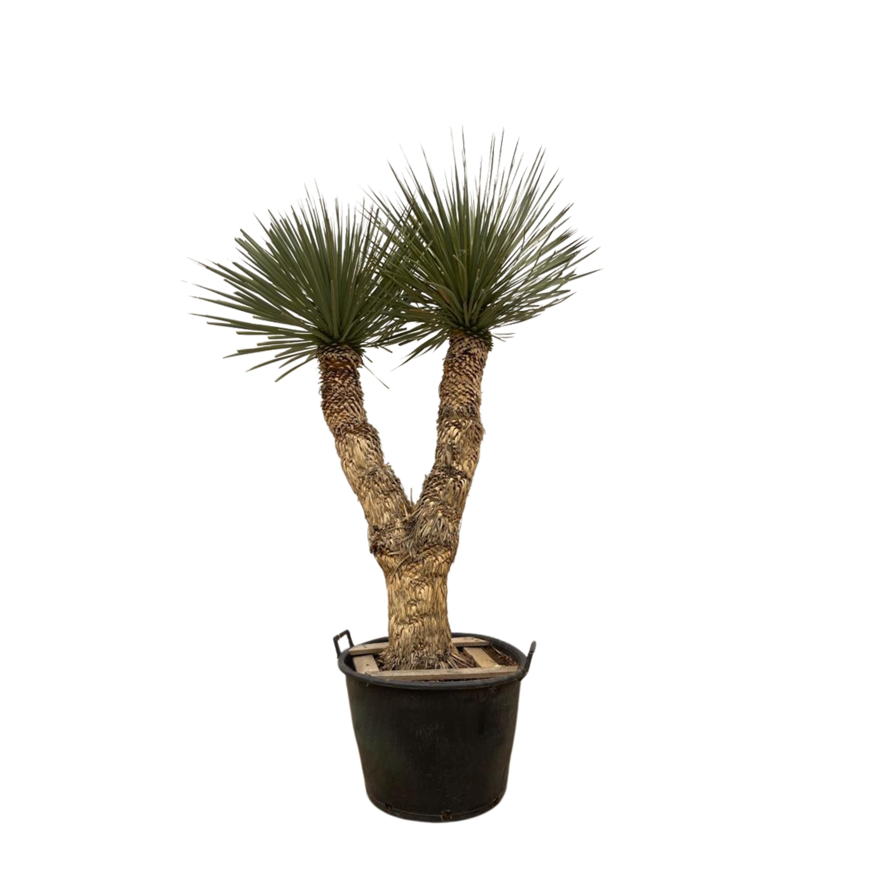 Yucca Rostrata Hydrapalme