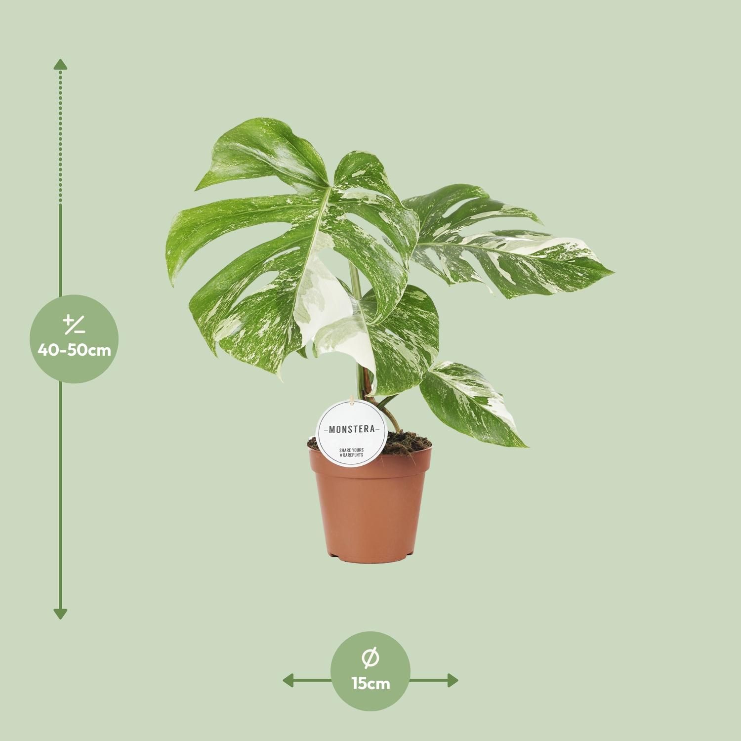 Monstera Variegata Zimmerpflanze