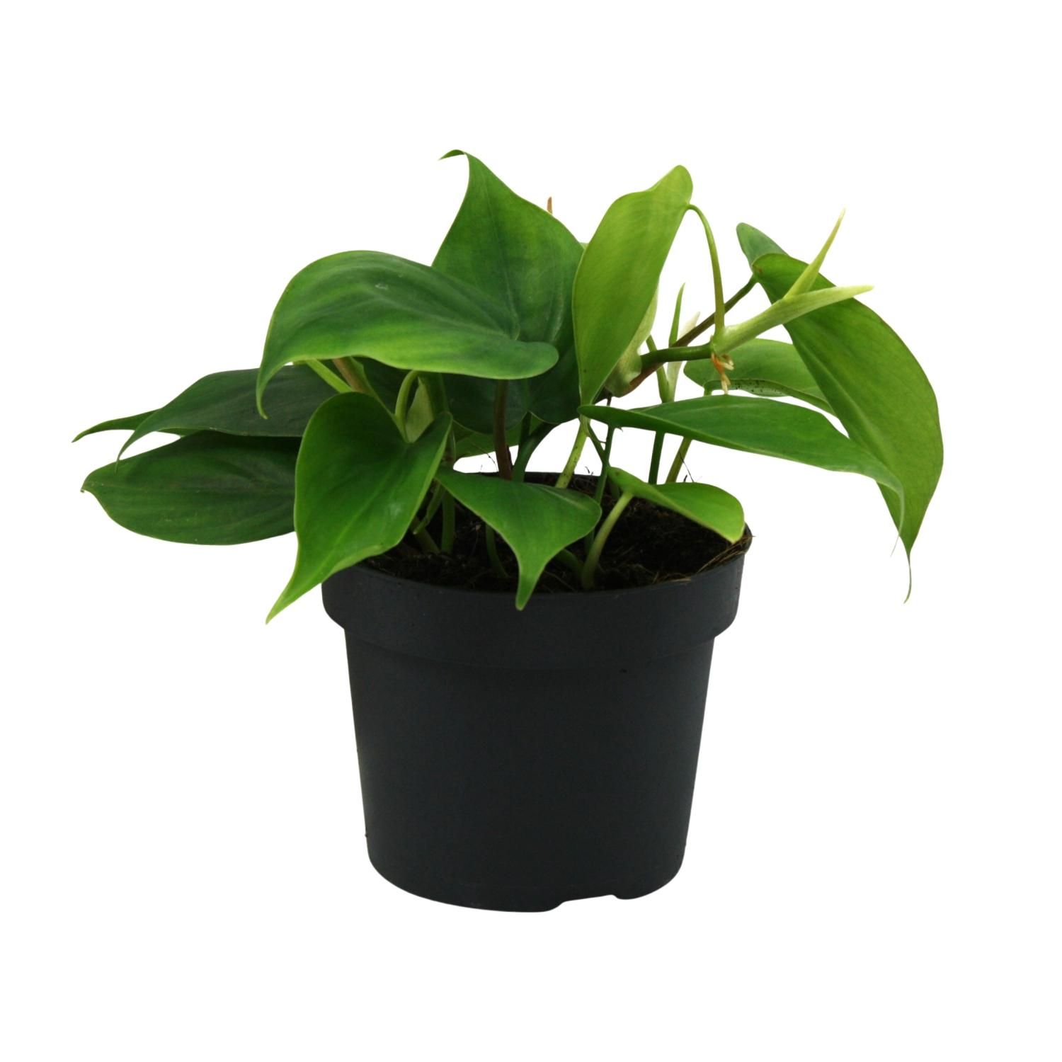 Philodendron Scandens Zimmerpflanze mit glänzenden Blättern