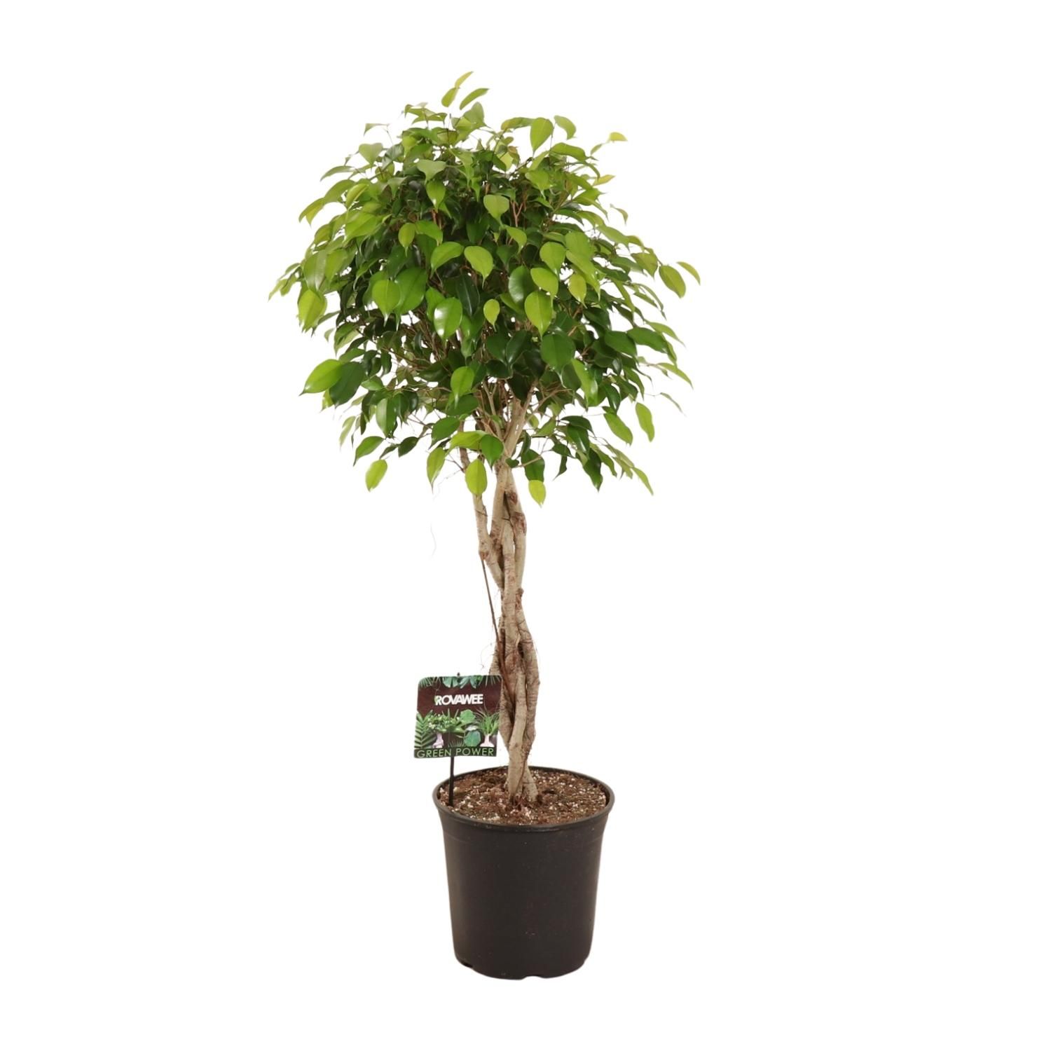 Ficus Benjamina Exotica Zimmerpflanze