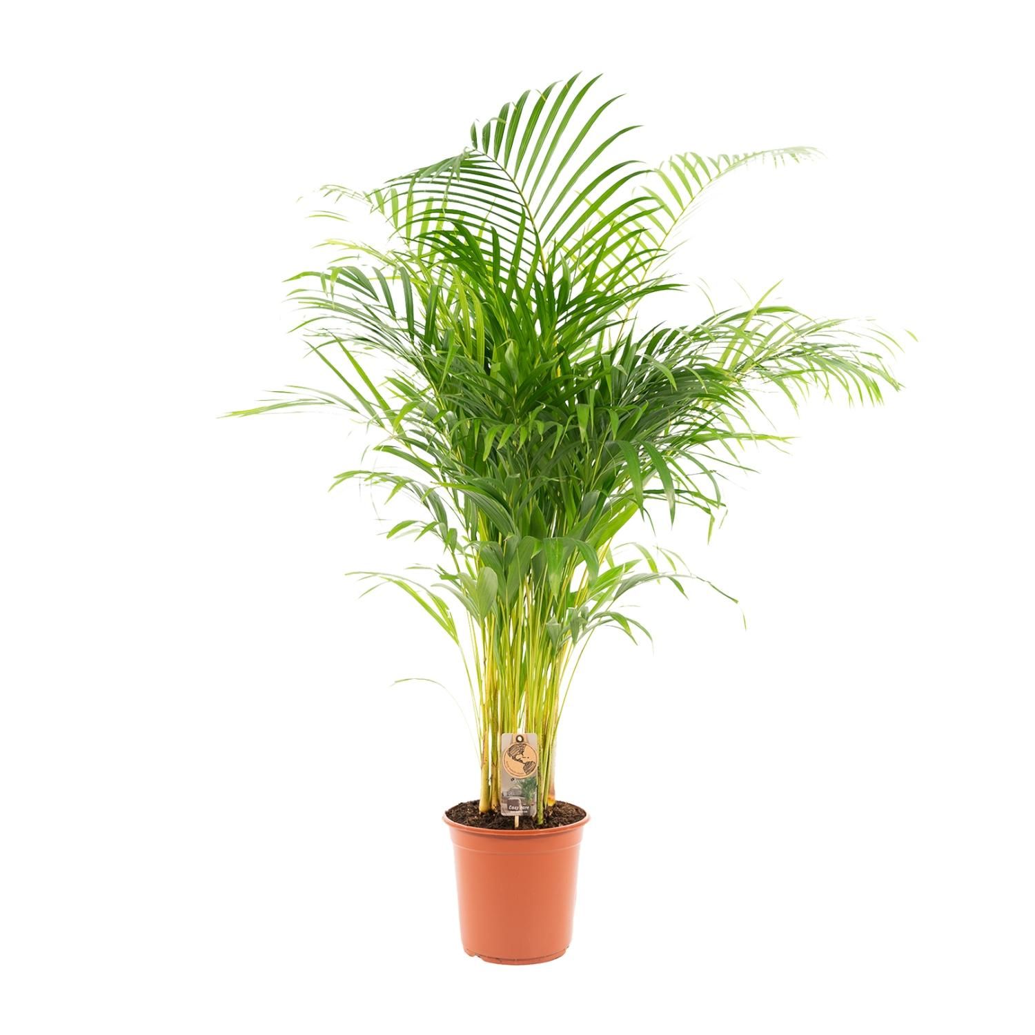Areca-Palme – elegante tropische Zimmerpflanze