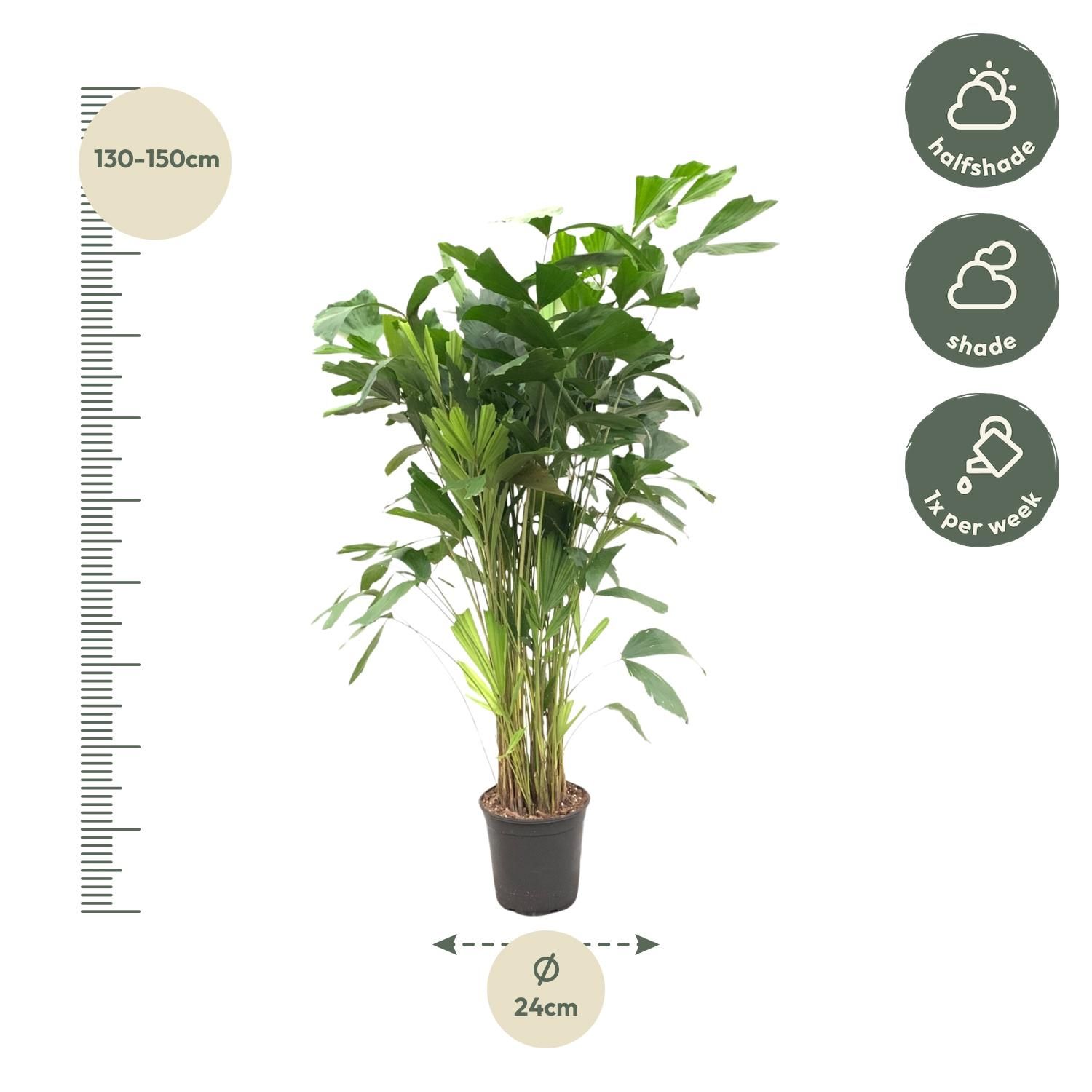 Fischschwanzpalme Caryota Mitis – 140 cm – Topf Ø24