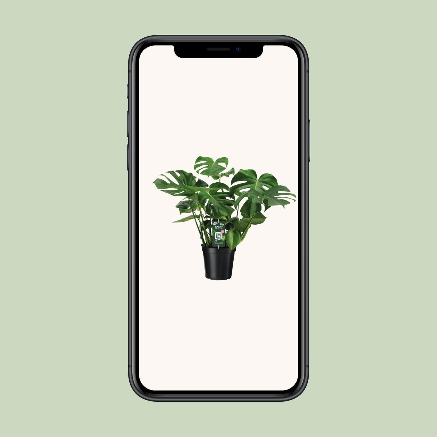 Monstera Deliciosa – Beliebte Zimmerpflanze mit dekorativen Blättern