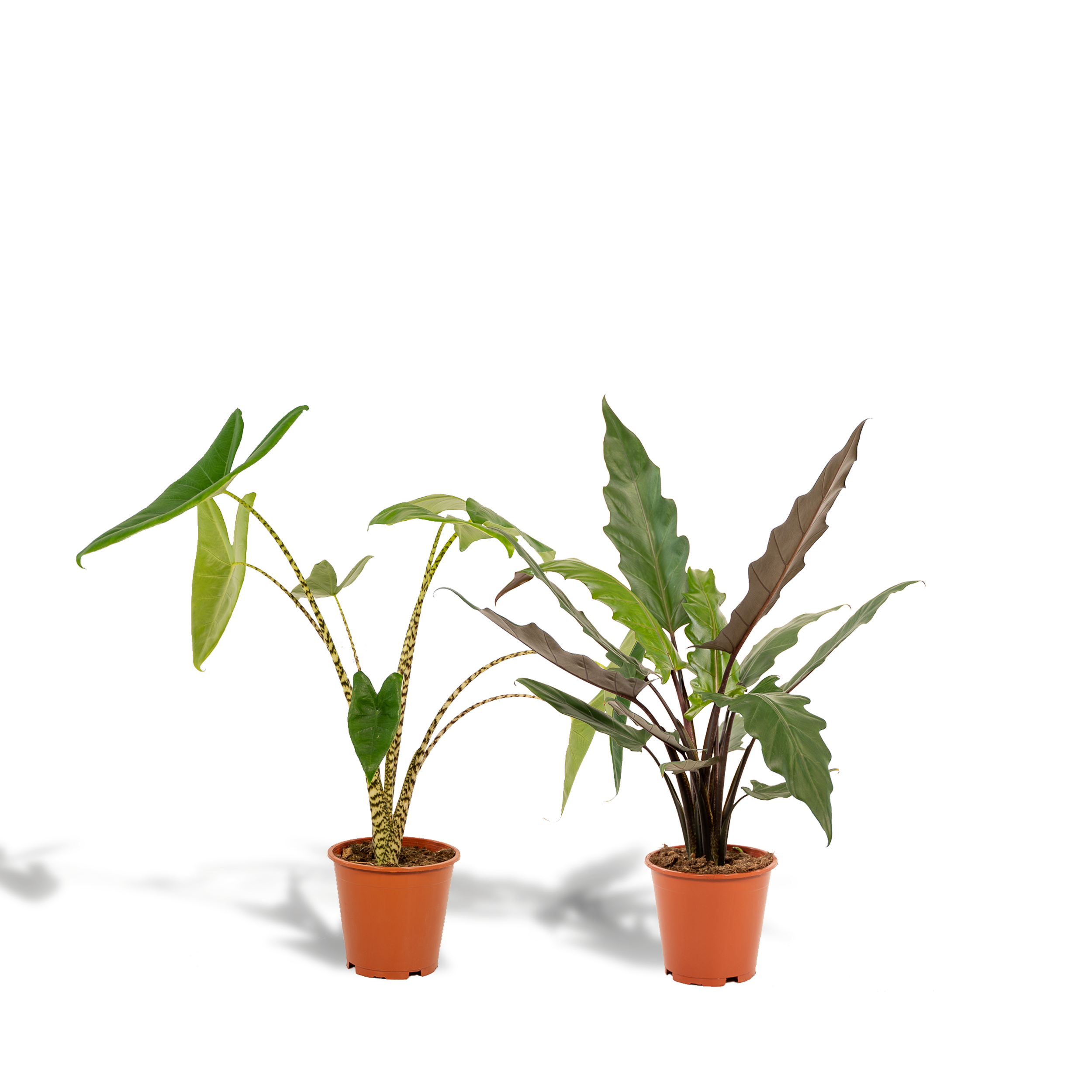 Alocasia Zebrina und Alocasia Lauterbachiana Zimmerpflanzen