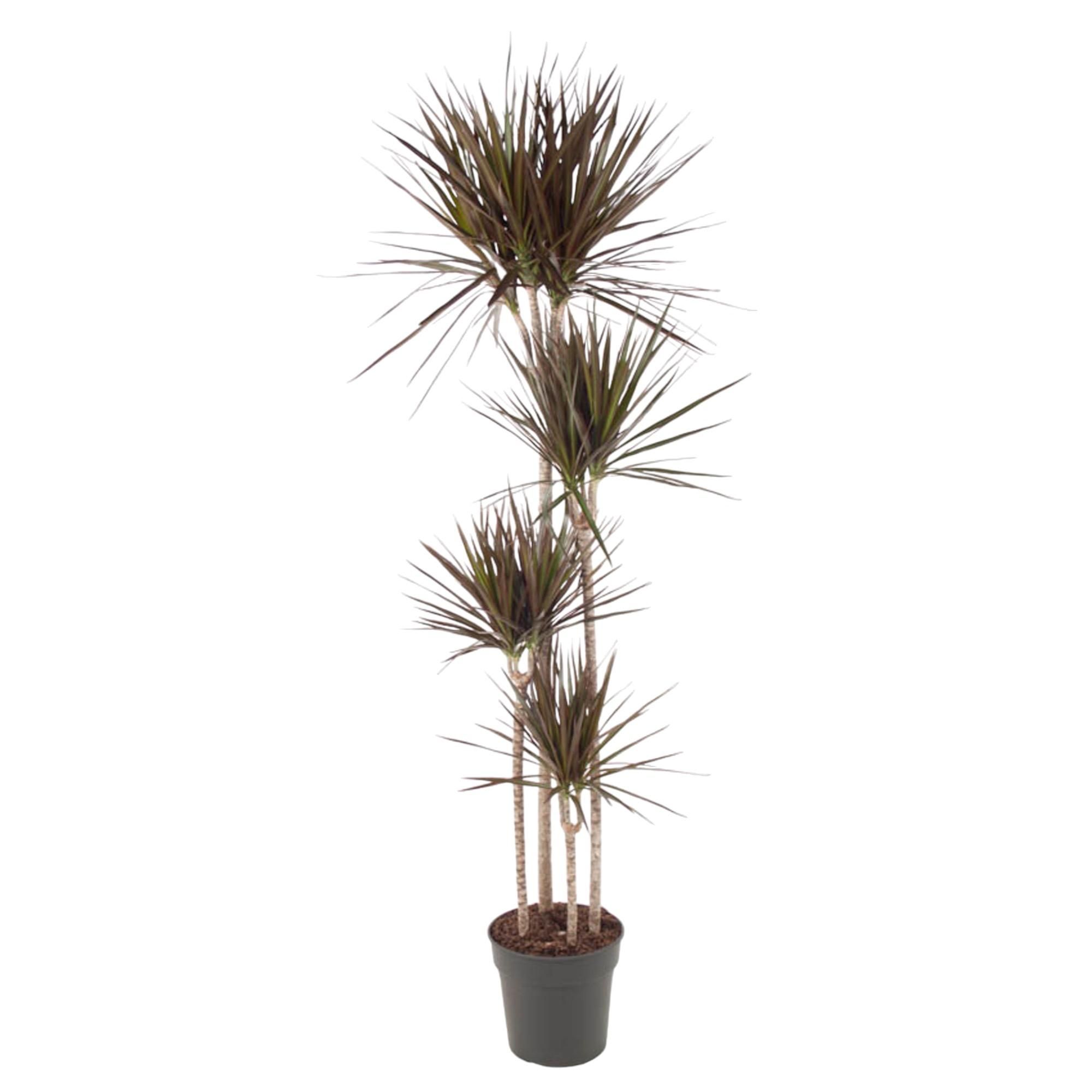 Dracaena Magenta Zimmerpflanze