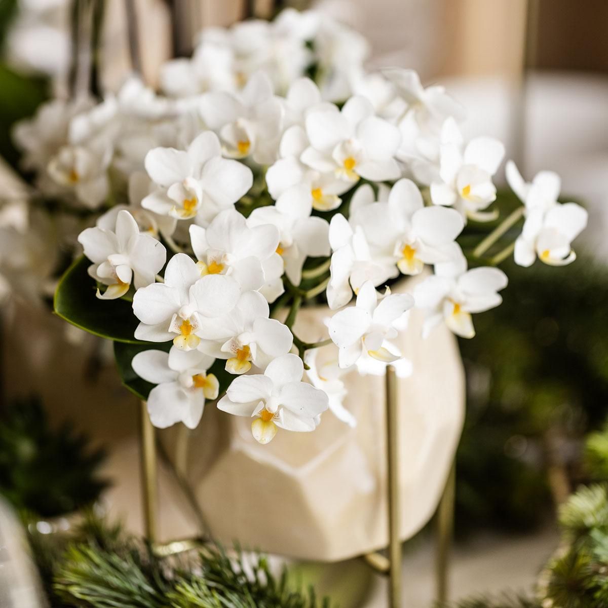 Nazaré Orchidee und Crassula Hobbit Sukkulenten-Set im orangefarbenen Fish-Übertopf