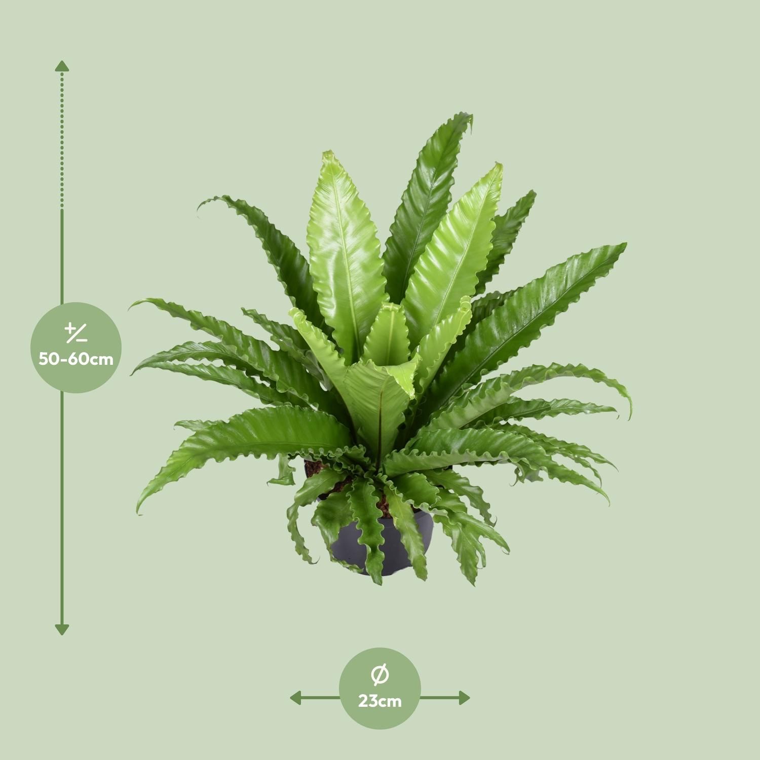 Asplenium Antiquum Osaka Zimmerfarn