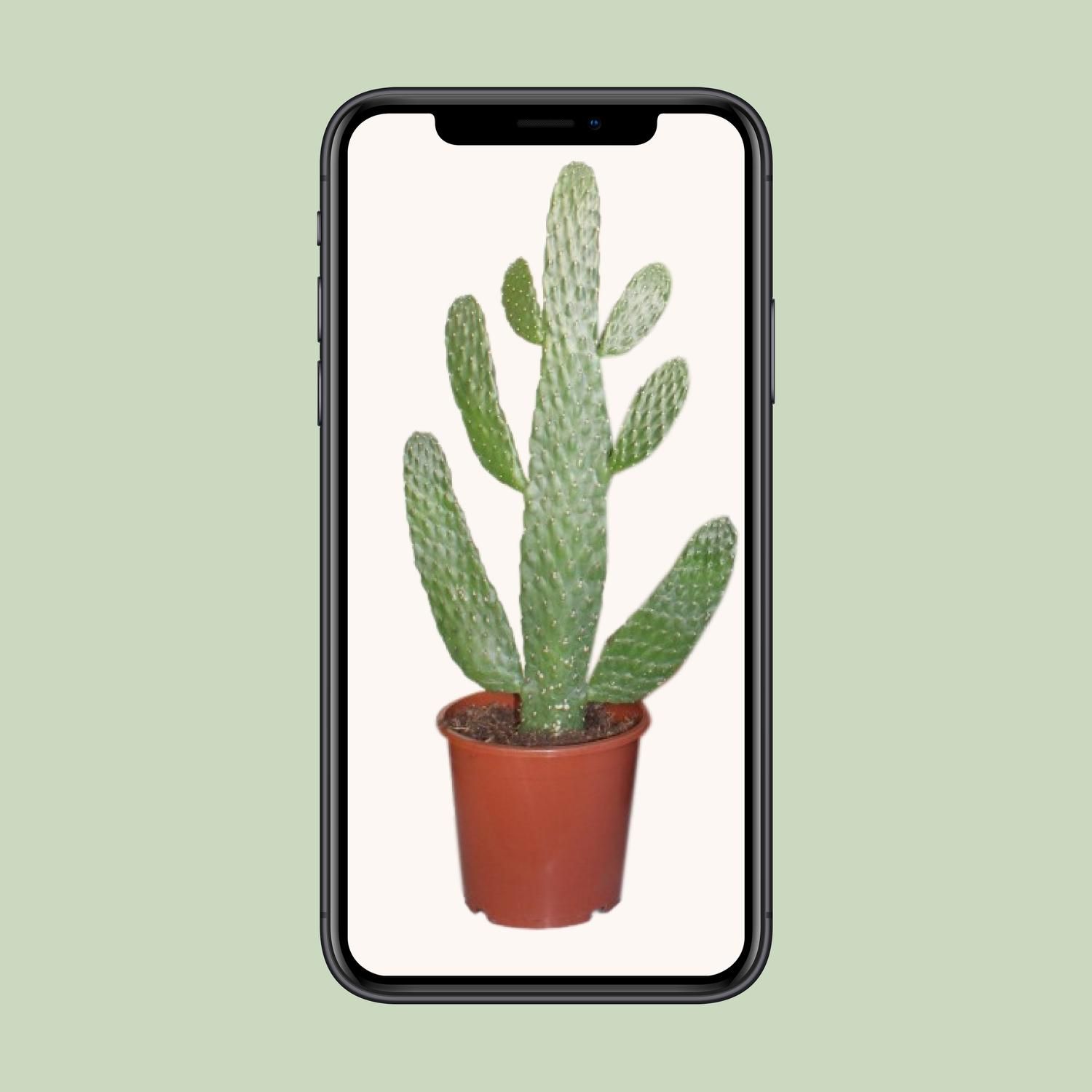 Opuntia Consolea Kaktus Zimmerpflanze