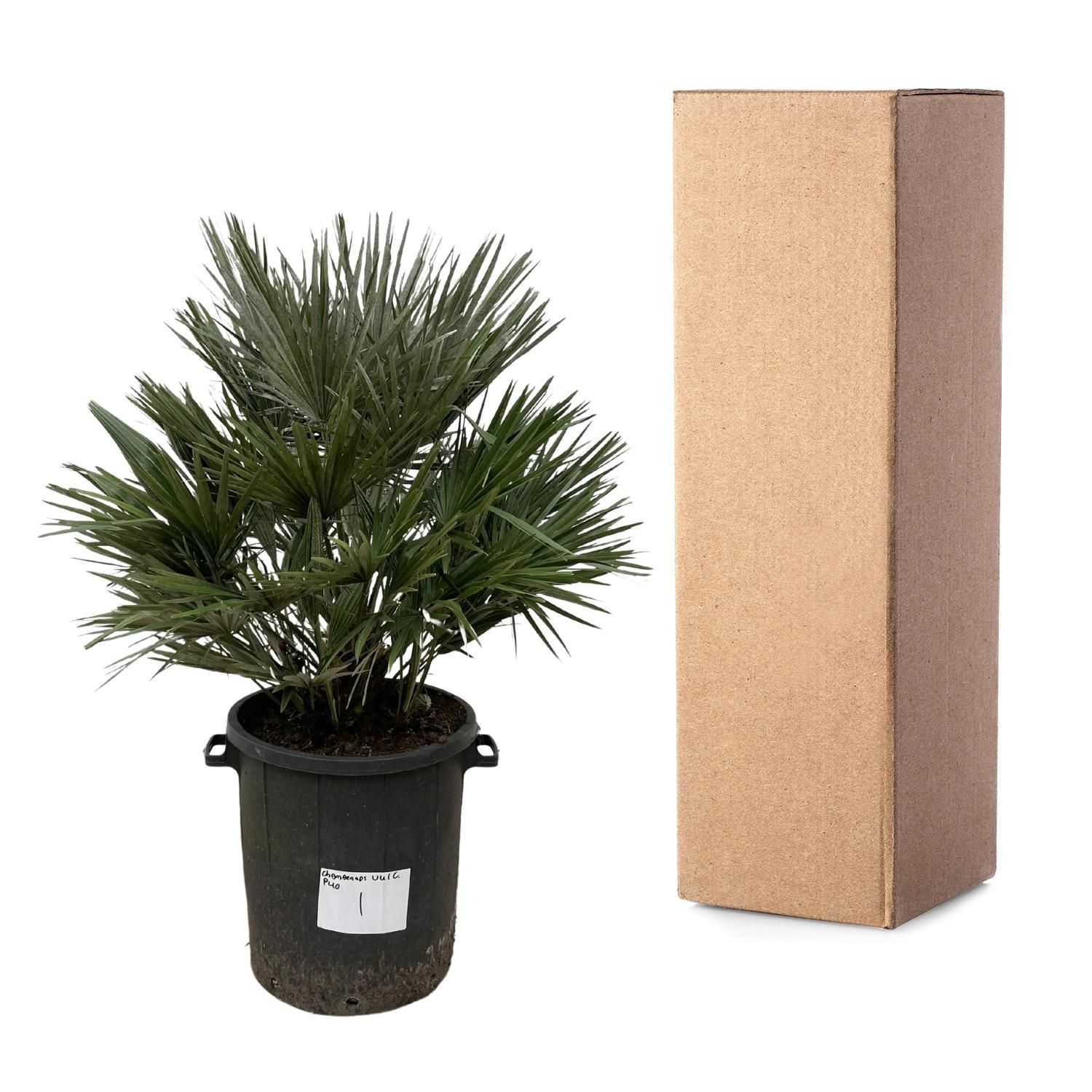 Chamaerops Vulcano Palme