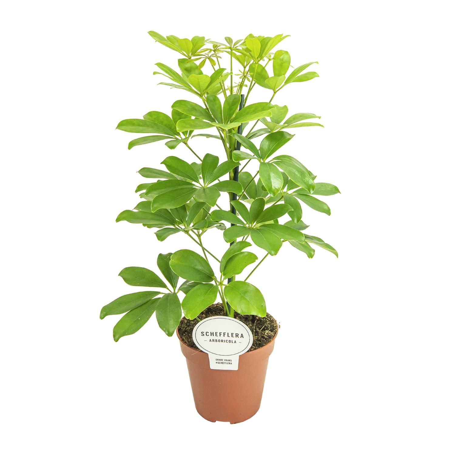 Schefflera Zimmerpflanze mit eleganten Blättern