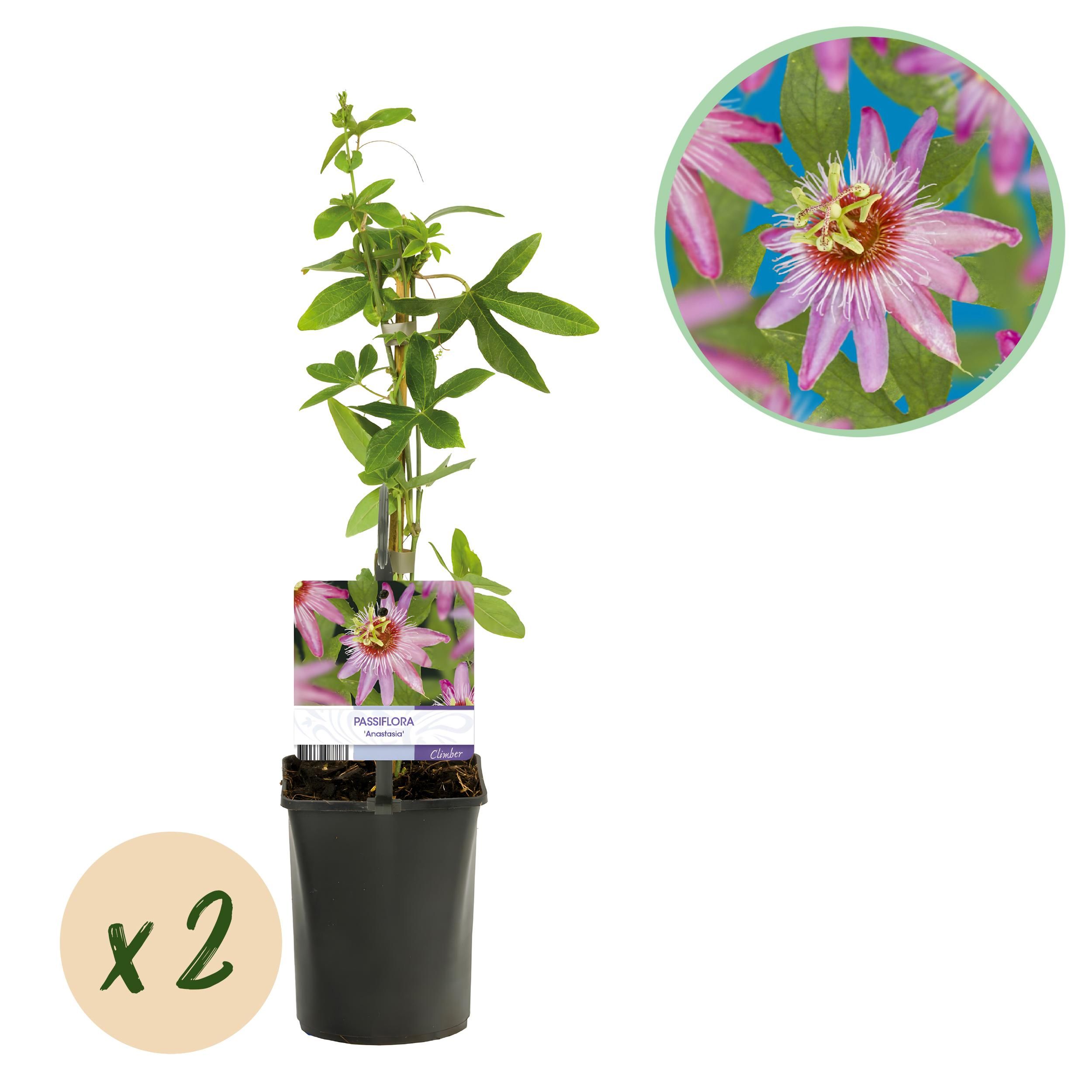 Passionsblume Anastasia | Rosa Blume | Wenig Pflege | 2 Pflanzen im Topf