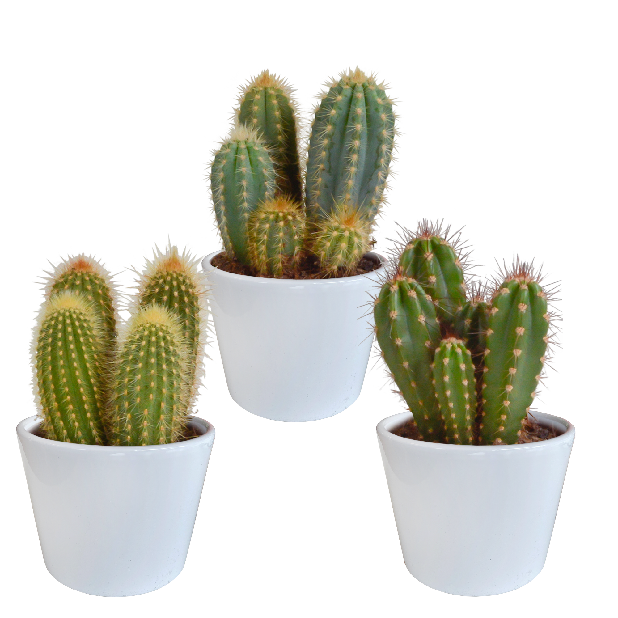 Cereus Säulenkakteen Mix in Weißem Topf