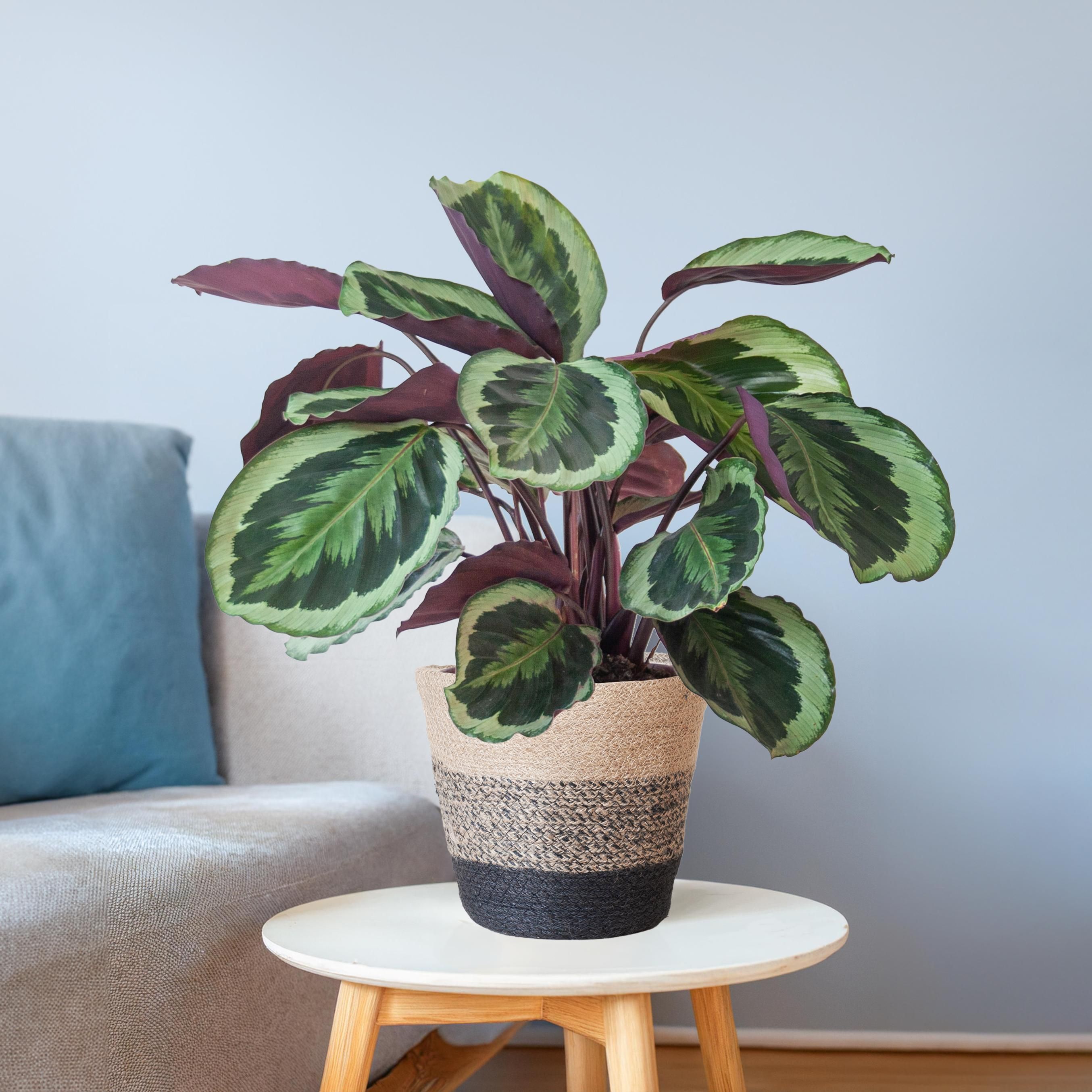 Kalathea Medaillon & Lissabon-Korb Schwarz - 65cm Topf Ø19/Ø21
