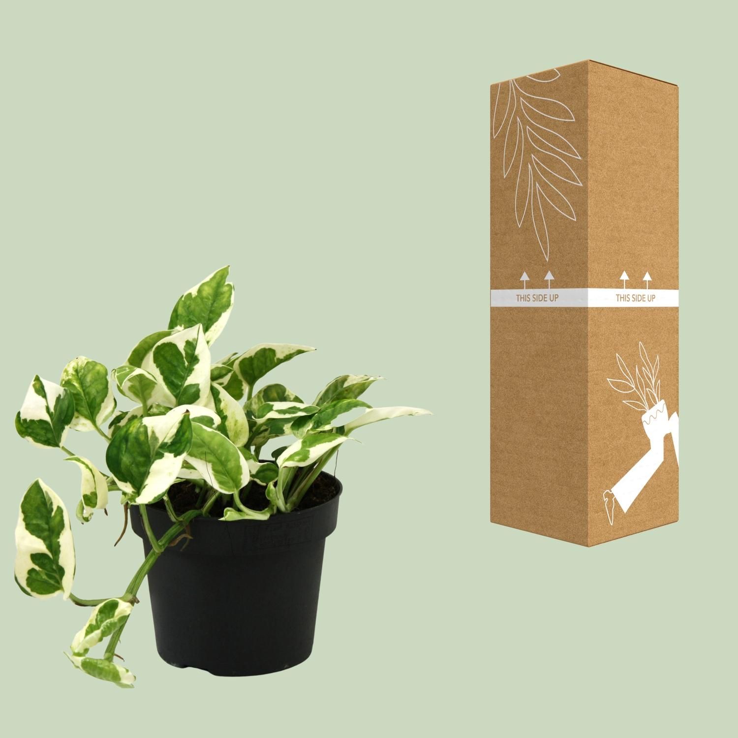 Scindapsus Epipremnum N'joy Zimmerpflanze