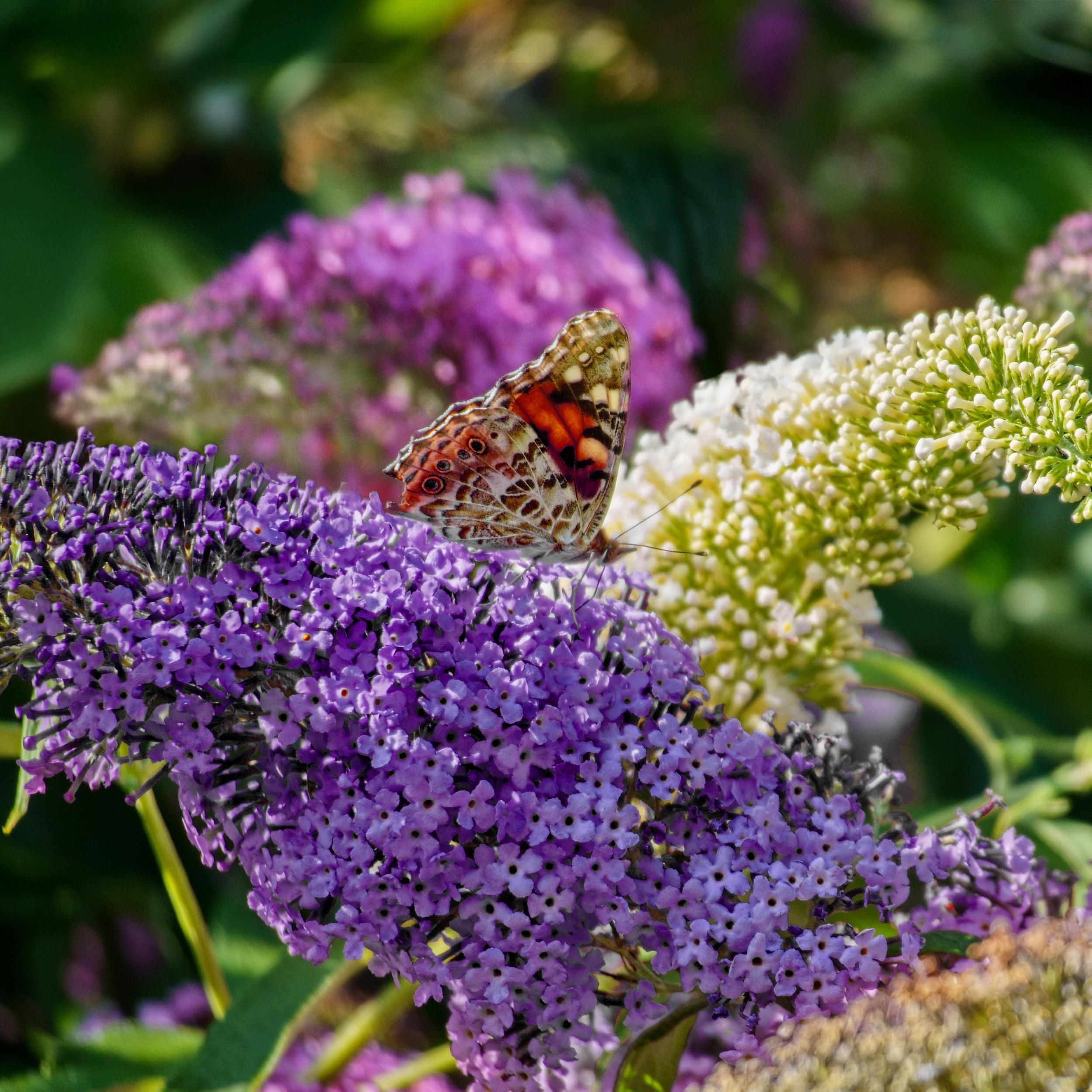 Schmetterlingsstrauch Buddleja Tricolour | Rosa, Weiß & Lila Blüten | Schmetterlingsanziehend