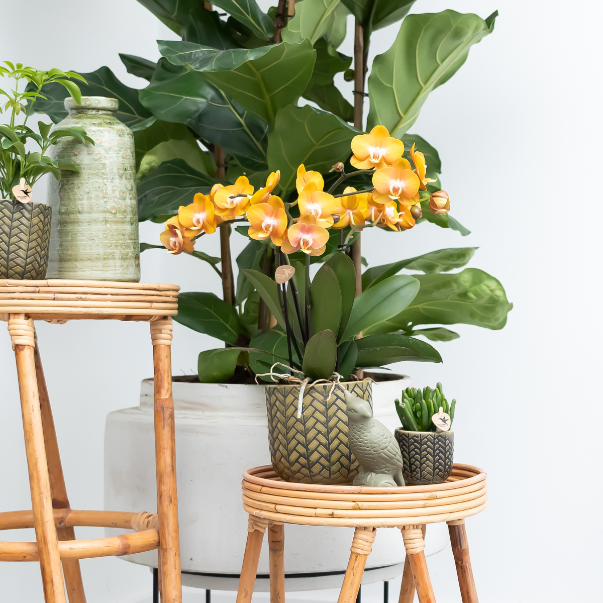 Phalaenopsis Orchidee Kombi-Angebot – 2 blühende Zimmerpflanzen – Topf Ø12cm