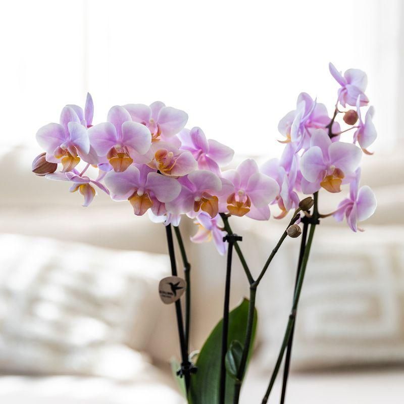 Phalaenopsis Orchidee im romantischen Pflanzenset