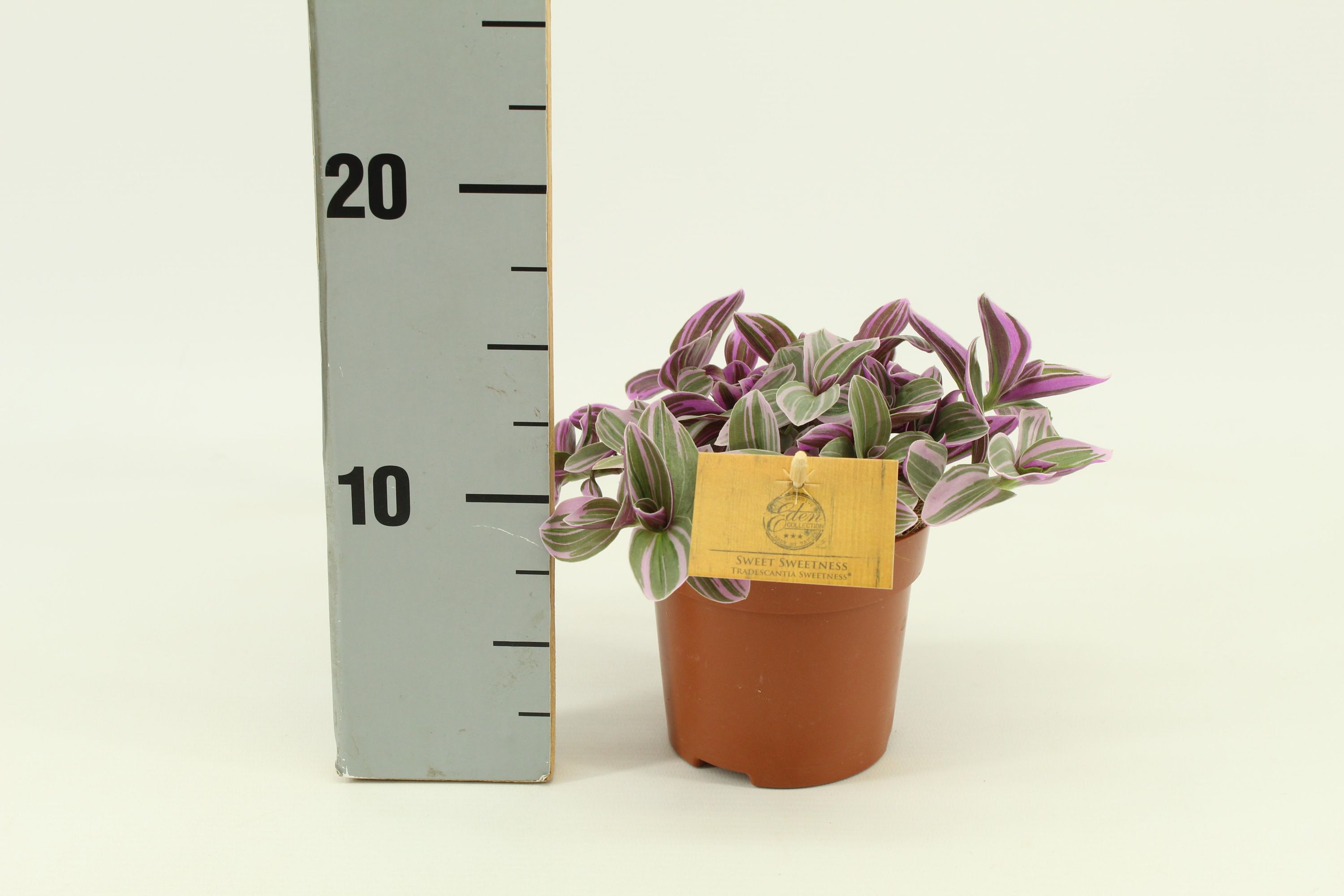Tradescantia Sweetness – Hängepflanze – Ø10,5cm