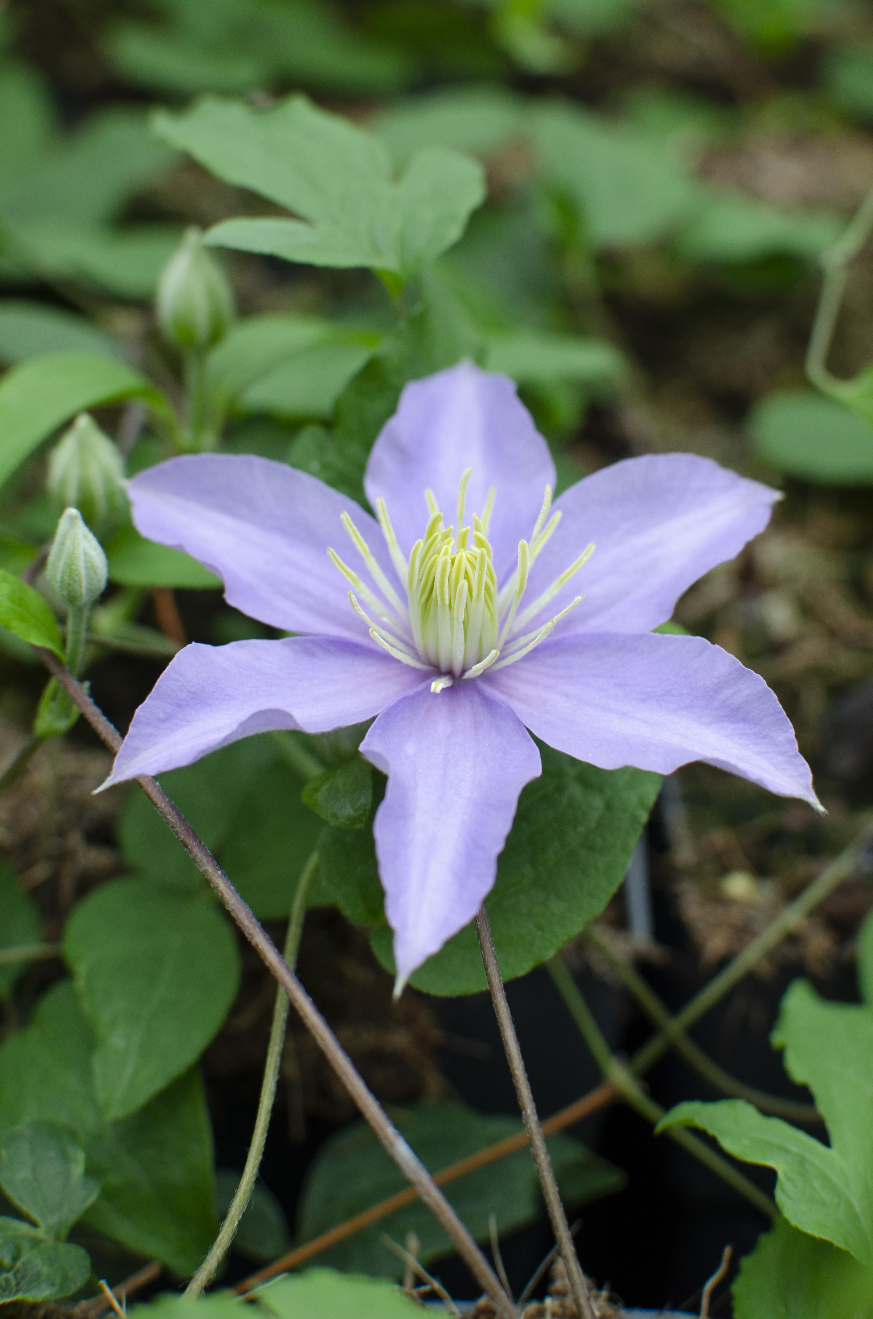 Clematis Justa Kletterpflanze mit Fliederblüten
