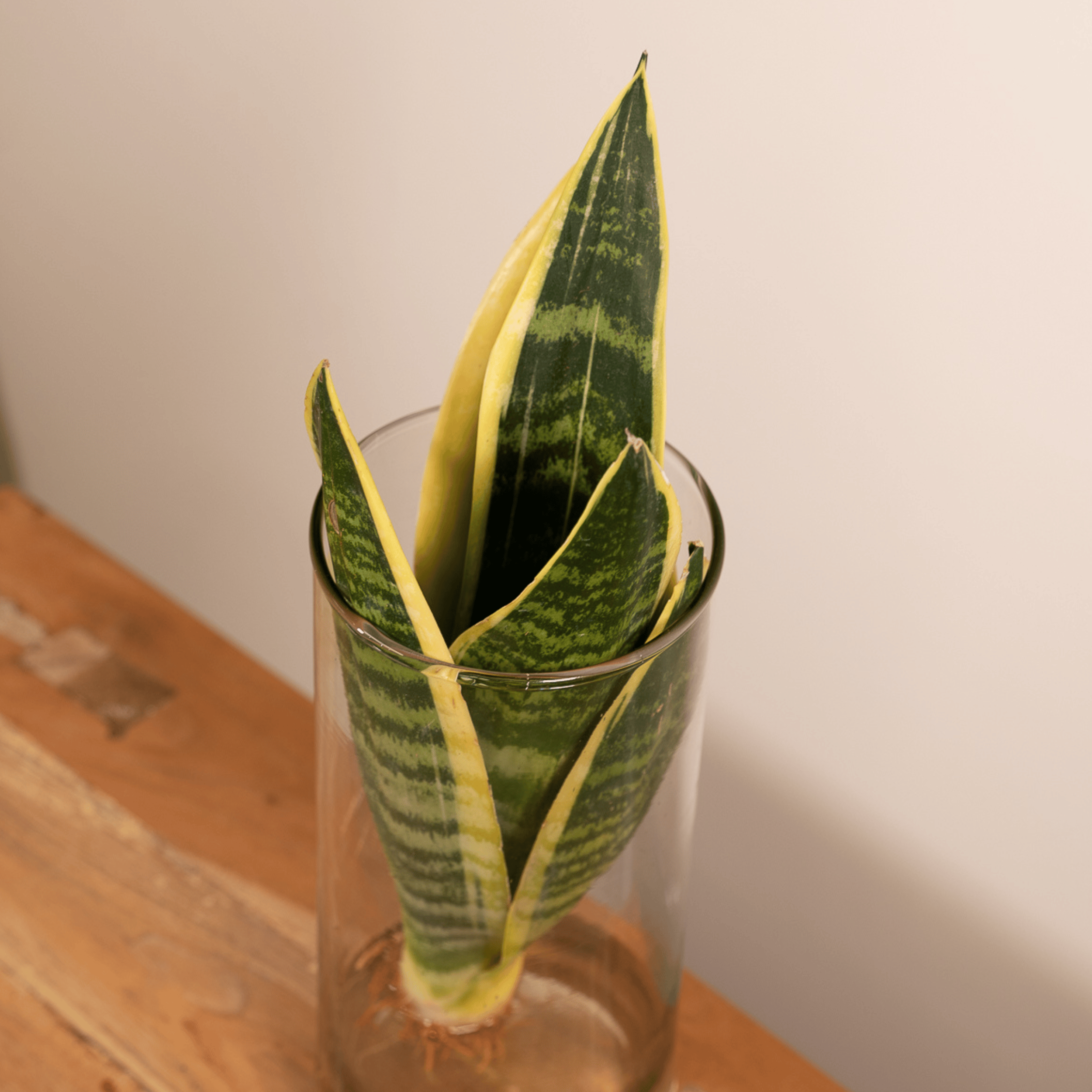 Sansevieria im Zylinderglas