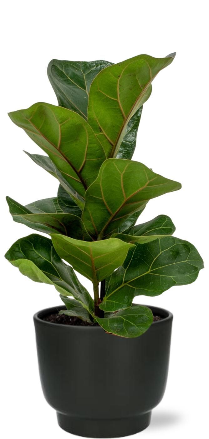 Ficus Lyrata – 30cm Höhe – Inklusive Potenza Topf Schwarz Ø13cm